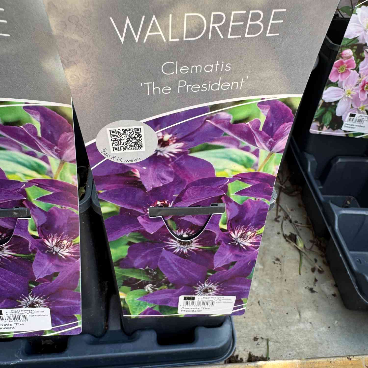 Clematis 'The President'