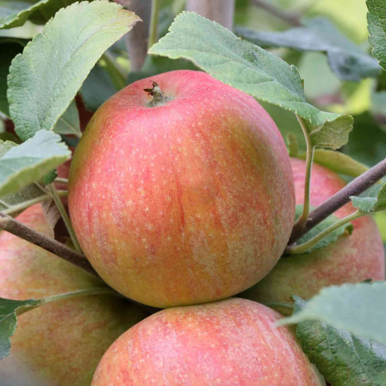 Allergiker-Apfel 'Alkmene' Allergiker-Apfel 'Alkmene'