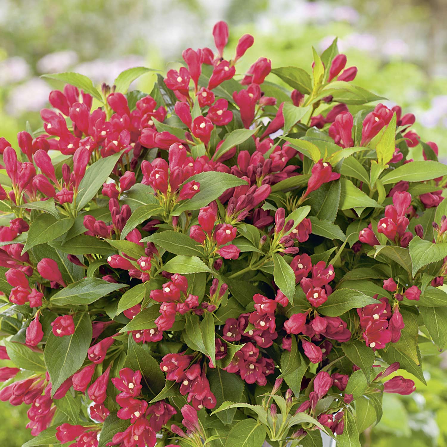 Zwerg-Weigelie 'All Summer Red' Zwerg-Weigelie 'All Summer Red'