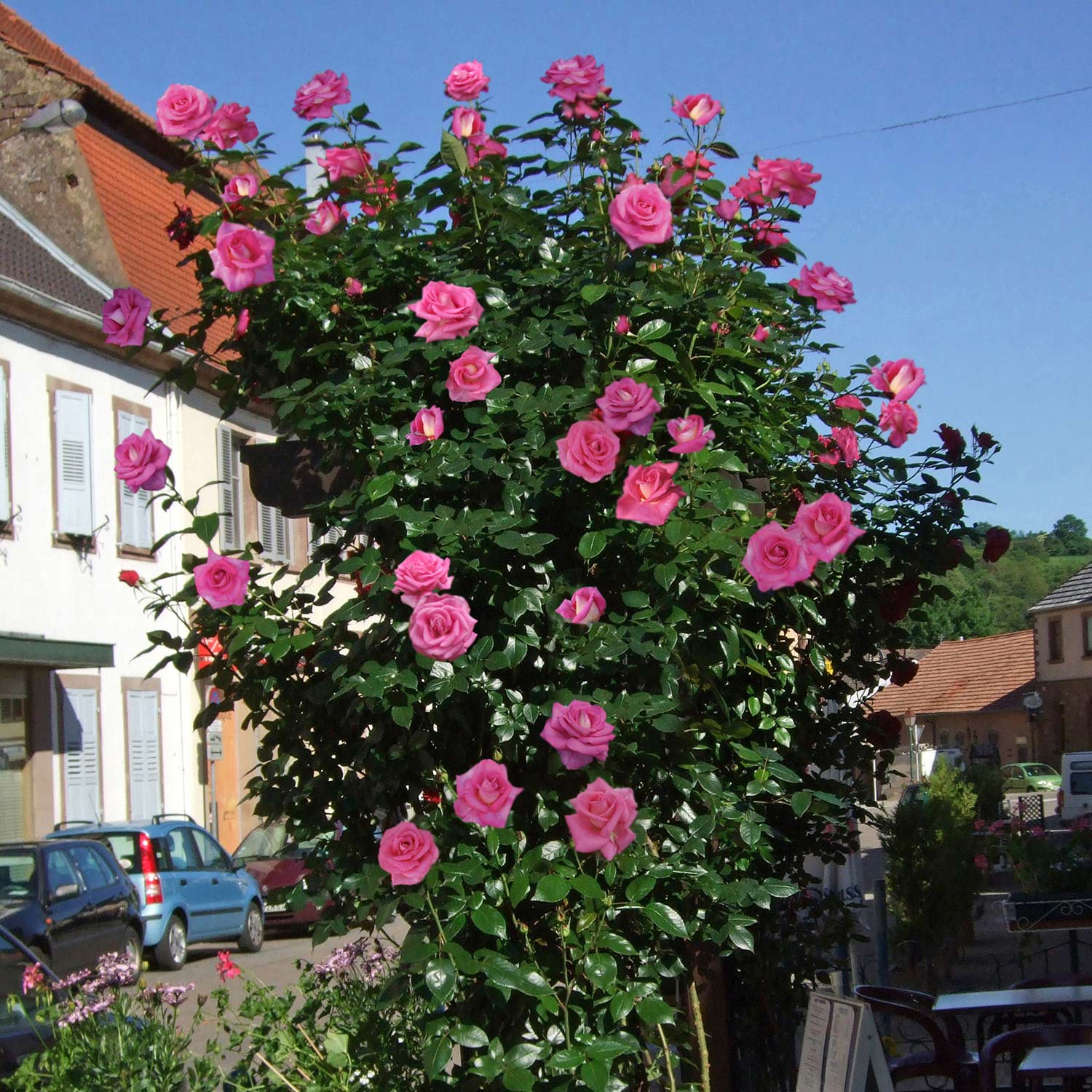 Rose 'NIRPorizon® Parfum Royal Climbing®', 5 Liter, A-Qualität, 3 starke Triebe Liefergröße: drei starke Triebe