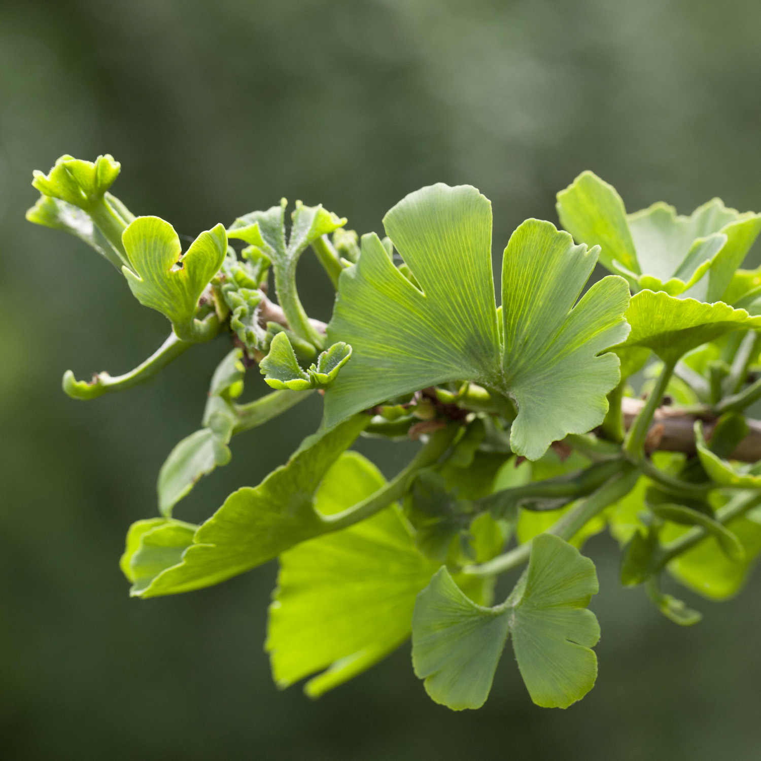 Fächerblattbaum/Gingko 'Troll', 10 Liter, 50 - 60 cm Liefergröße: 50 - 60 cm