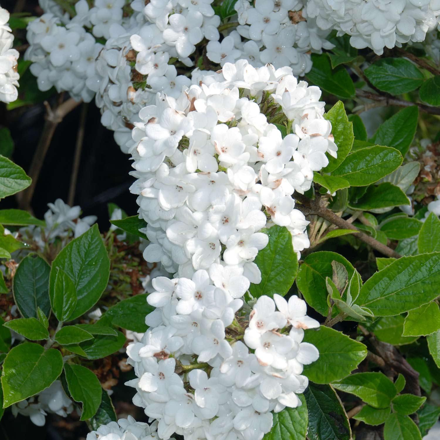 Immergrüner Schneeball 'Eskimo' Immergrüner Schneeball 'Eskimo'