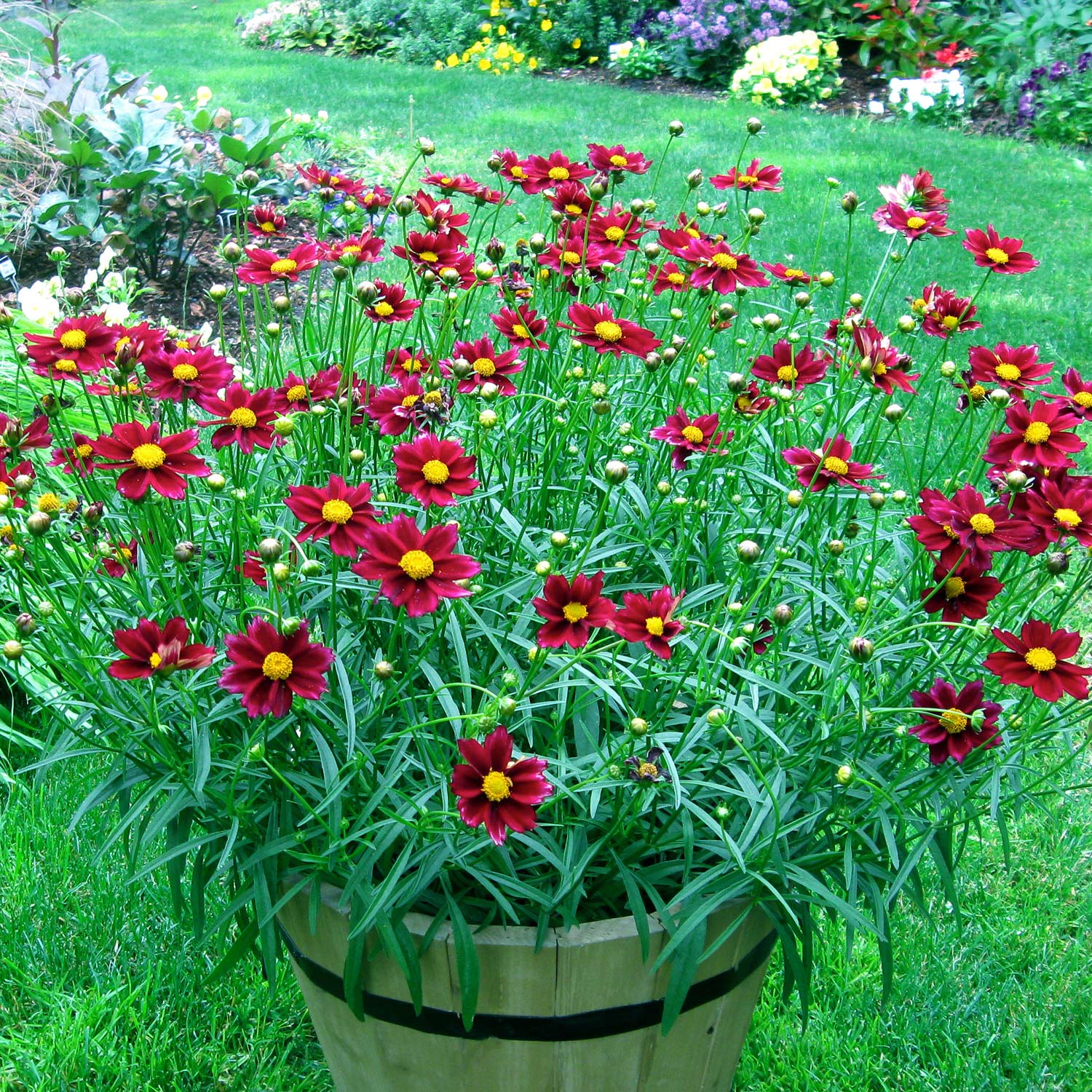 Mädchenauge 'Ruby Frost' Mädchenauge 'Ruby Frost'