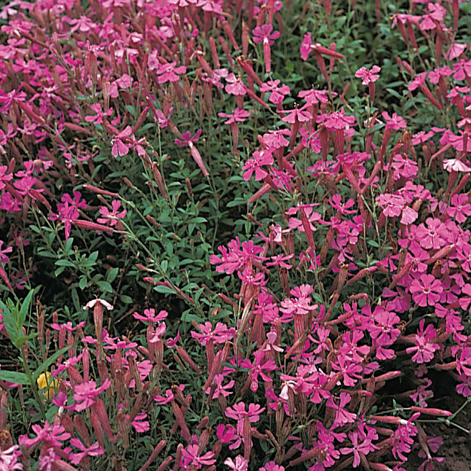 Herbst-Leimkraut Lieferform: Im 9 cm Topf