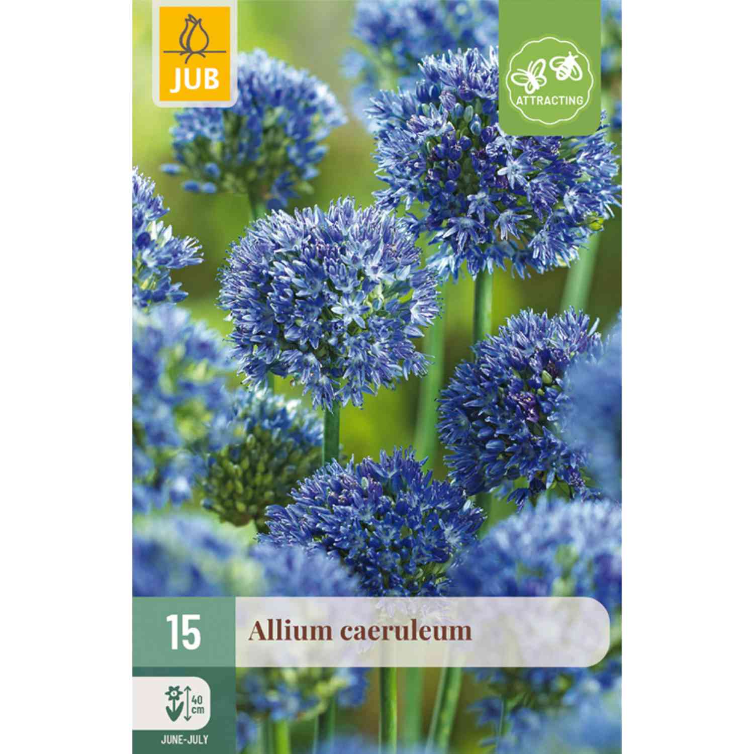Allium 'Blue Heaven'