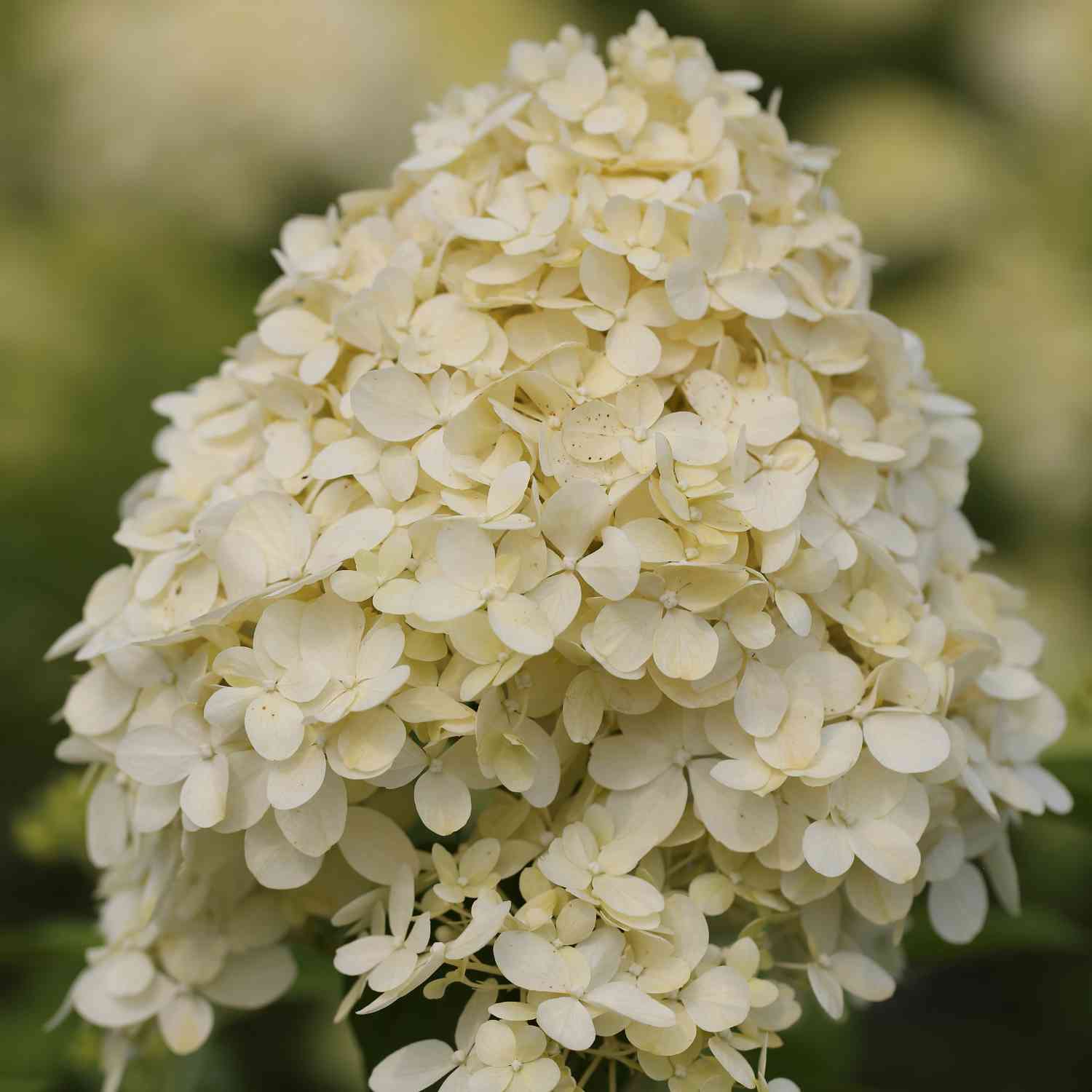 Rispenhortensie 'Limelight' Rispenhortensie 'Limelight'