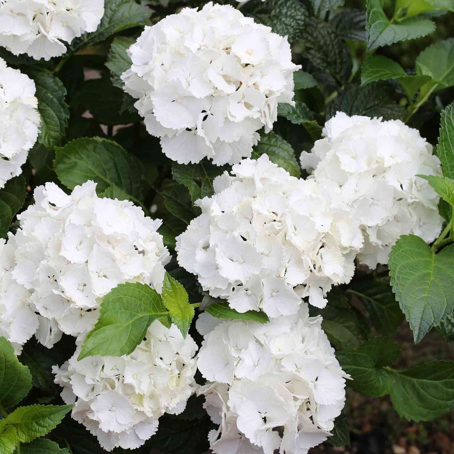 Hortensie 'Forever & Ever® White Out' Hortensie 'Forever & Ever® White Out'