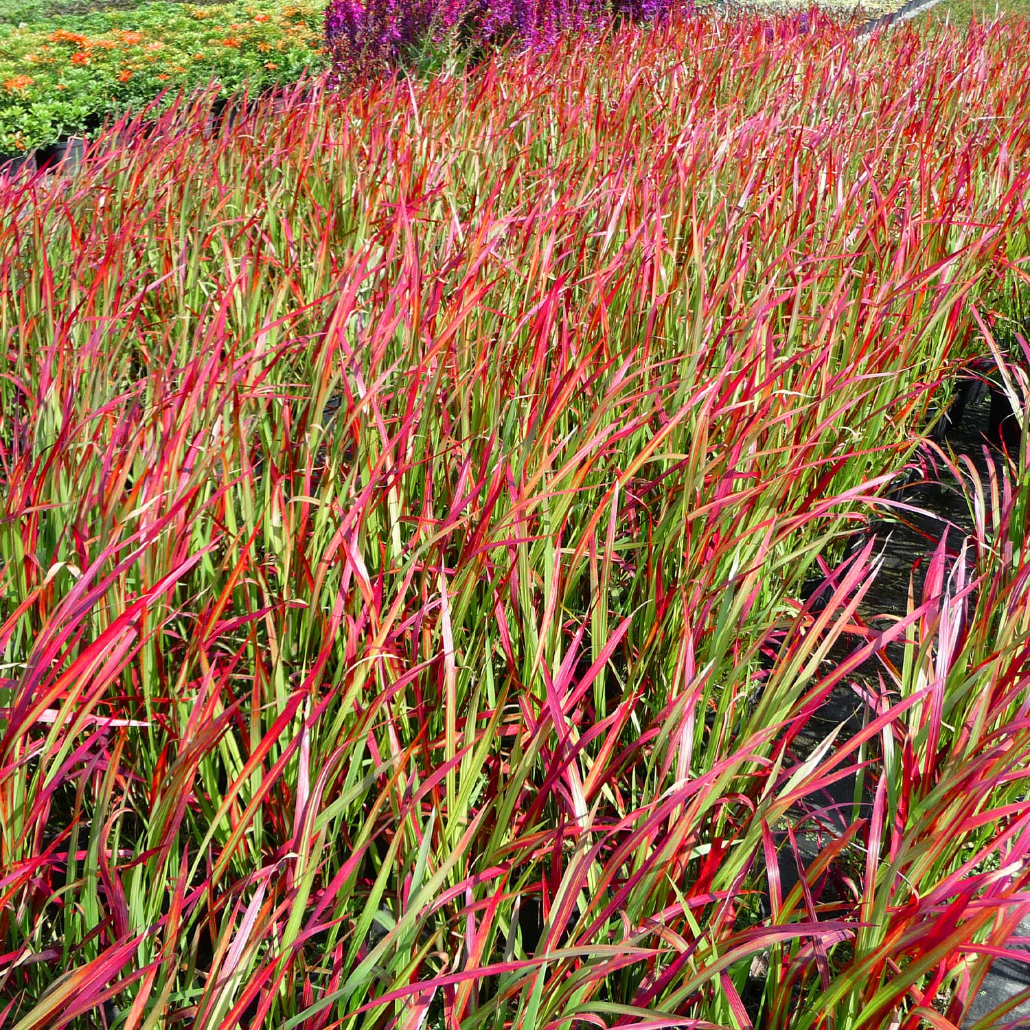 Alang-Gras 'Red Baron' - Japanisches Blutgras Alang-Gras 'Red Baron' - Japanisches Blutgras