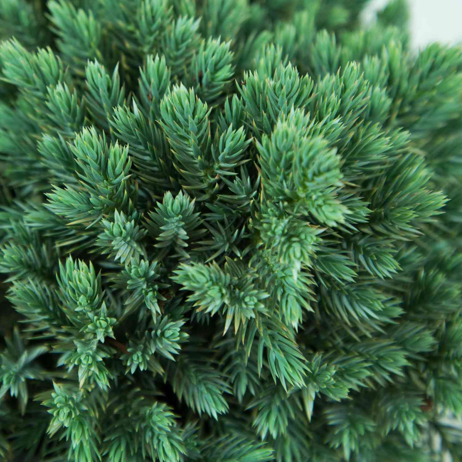 Blauer Zwerg-Wacholder 'Blue Star'