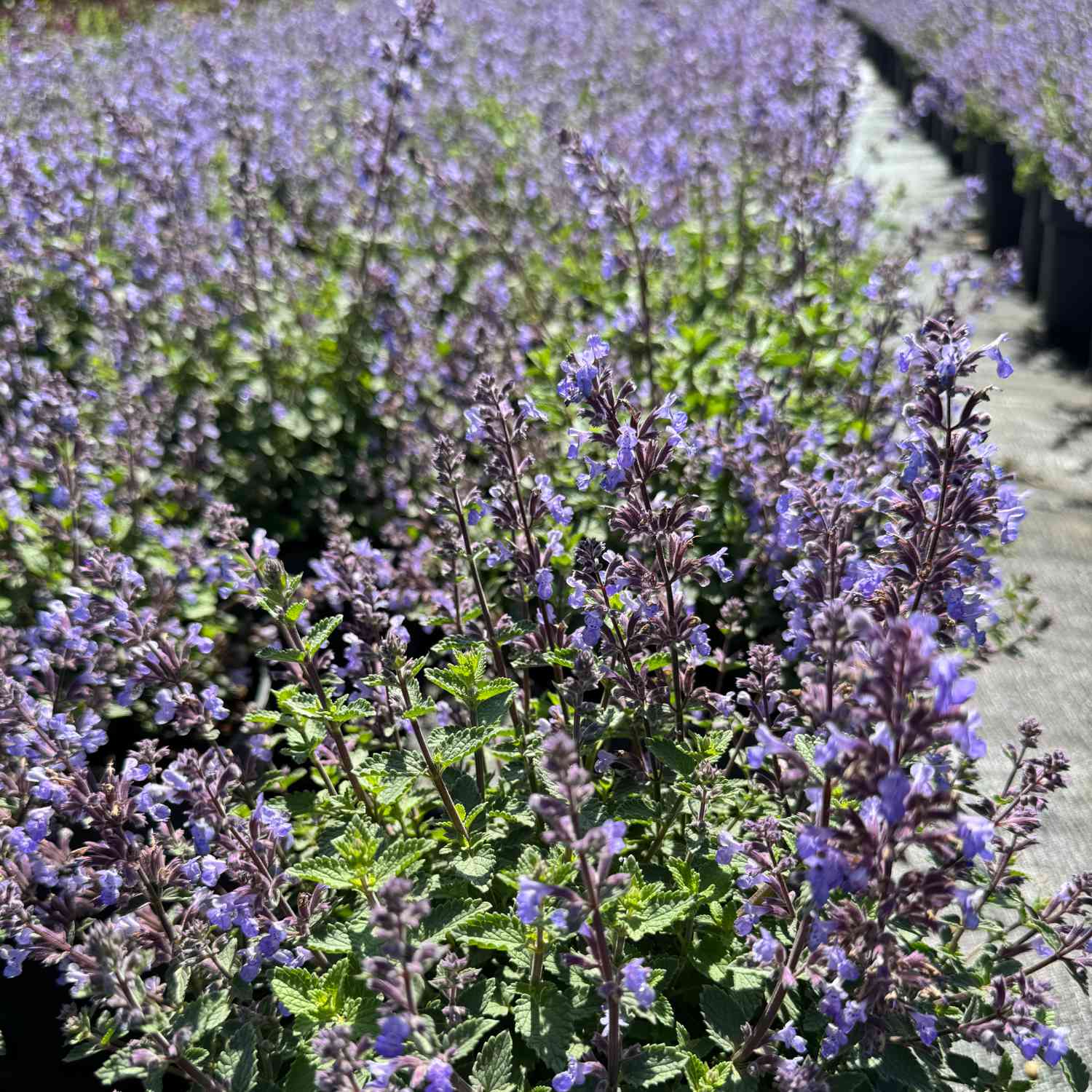 Katzenminze 'Purrsian Blue' Katzenminze 'Purrsian Blue'