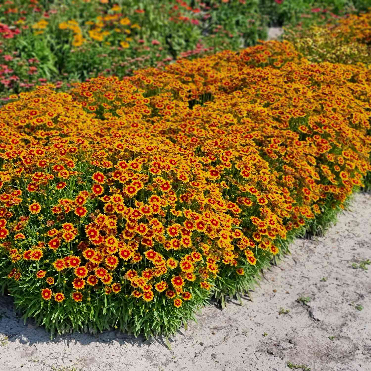 Großblumiges Mädchenauge 'Solar Jewel'