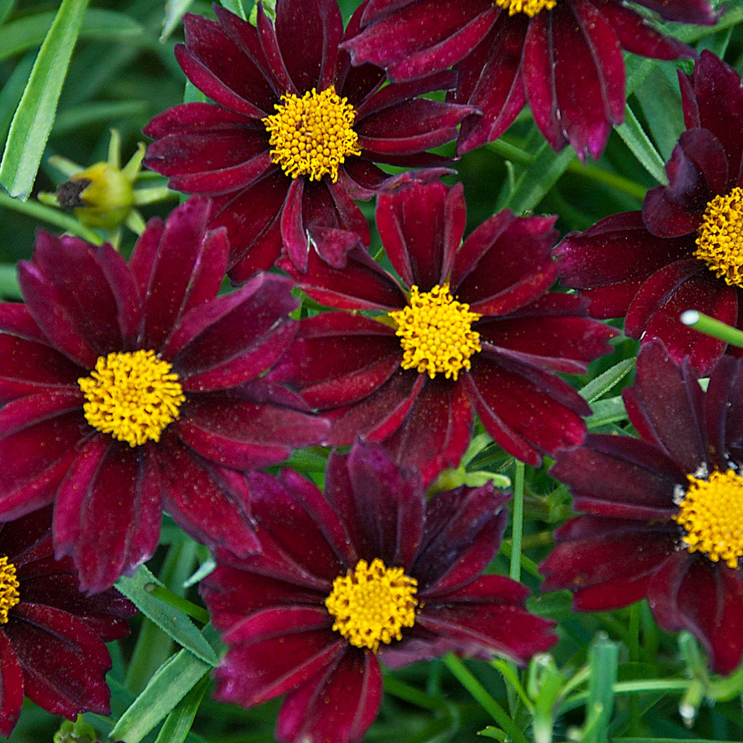 Mädchenauge 'Ruby Frost' Mädchenauge 'Ruby Frost'