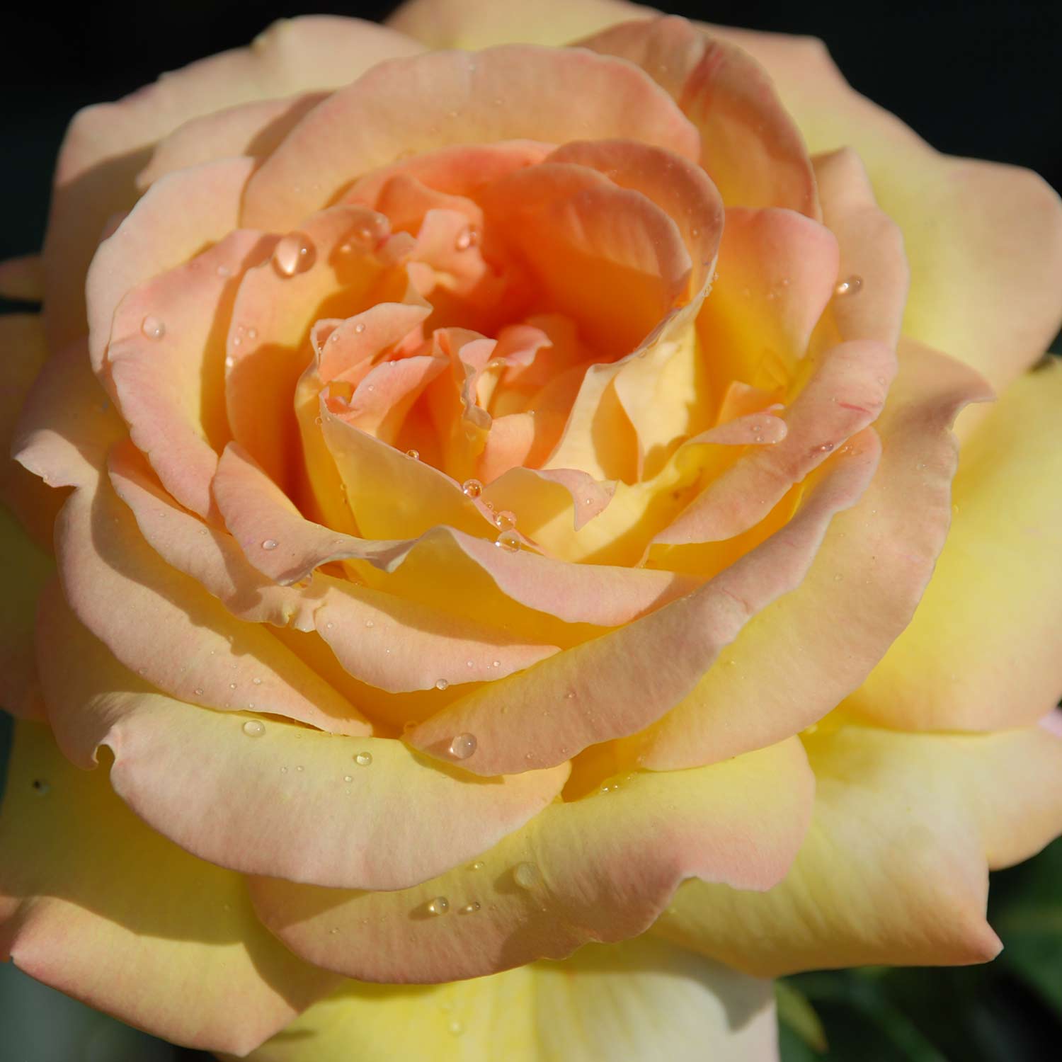 Edelrose 'Gloria Dei®', 5 Liter, 3 starke Triebe, A-Qualität Liefergröße: 3 starke Triebe, A-Qualität