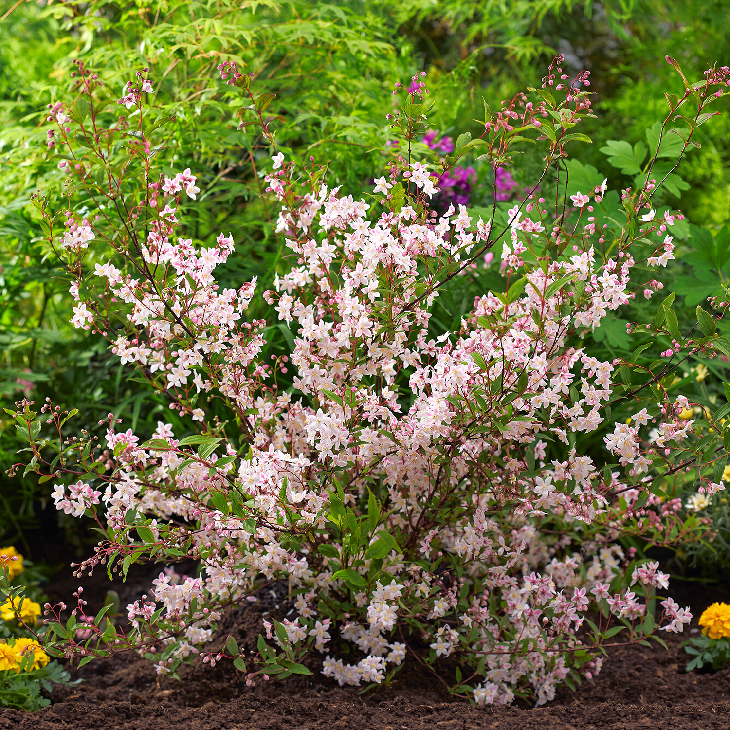 Deutzie 'Tokyo Delight'