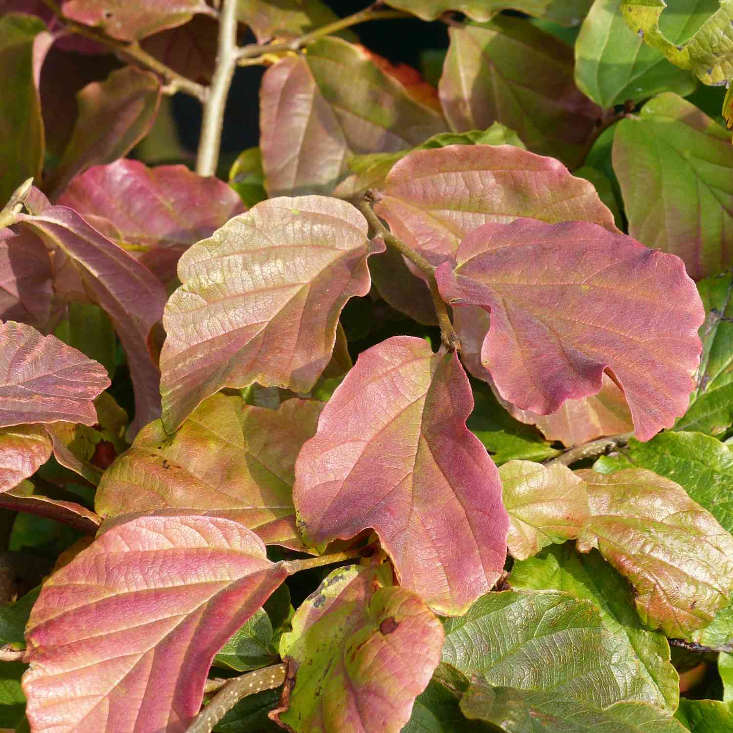 Eisenholzbaum 'Vanessa'