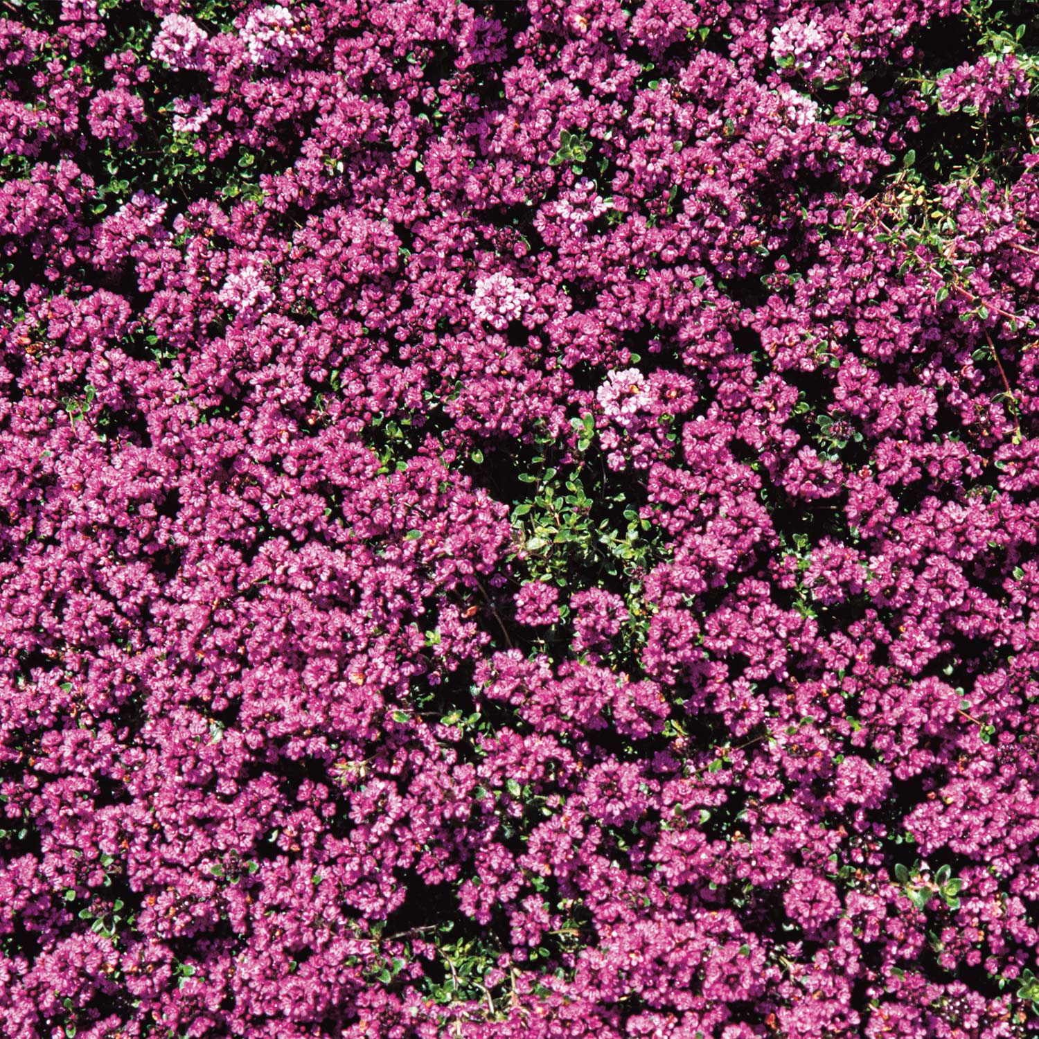 Rundblättriger Thymian 'Purpurteppich' Lieferform: Im 9 cm Topf