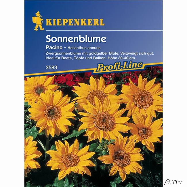 Sonnenblume 'Pacino' Lieferform: Portionssaatgut