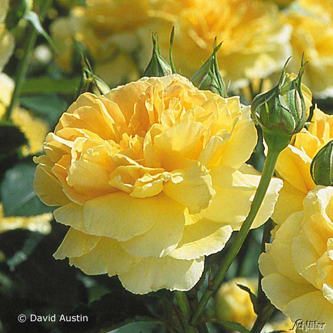 David Austin-Rose 'Molineux®' - AGM-Rose Wz Liefergröße: A - Qualität