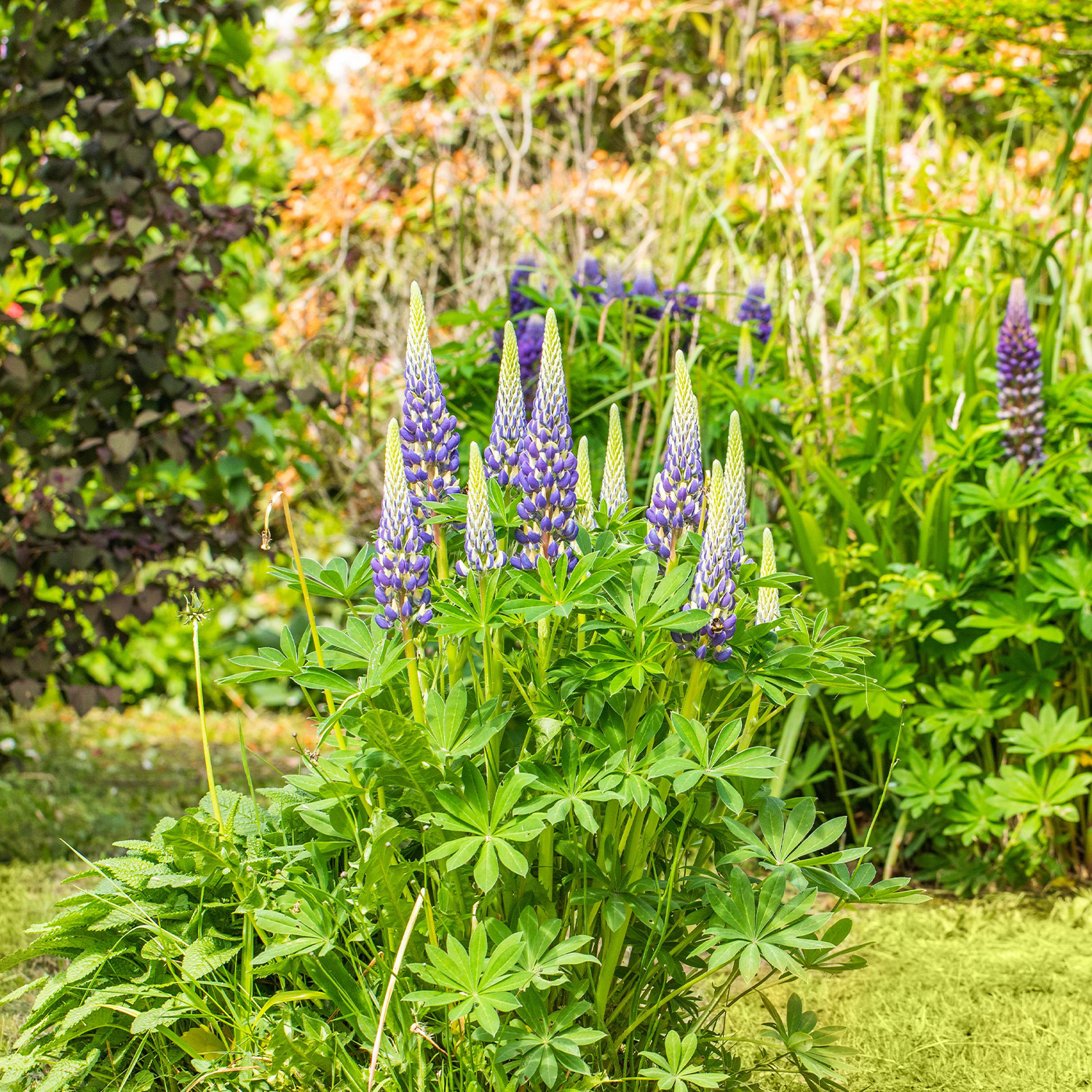 Gartenlupinen 'Blau'- 3 Stück Liefergröße: | 3 Stück