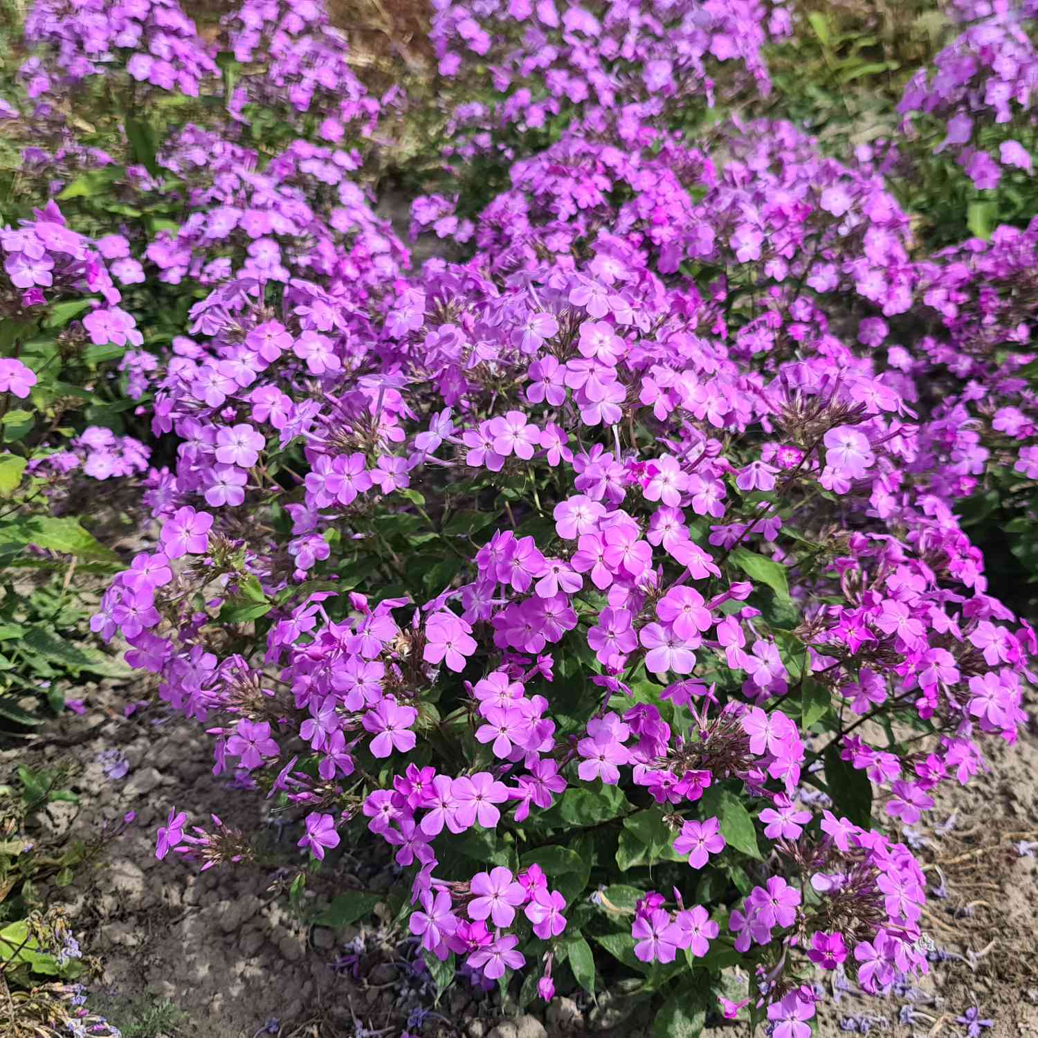 Edelphlox 'Queen Paola' Edelphlox 'Queen Paola'