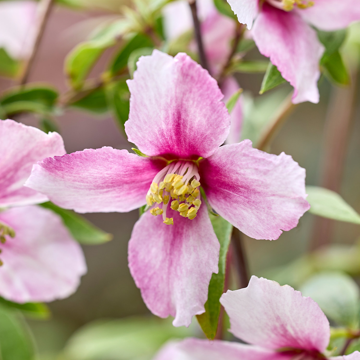 Zwerg-Jasmin 'Petite Perfume Pink'