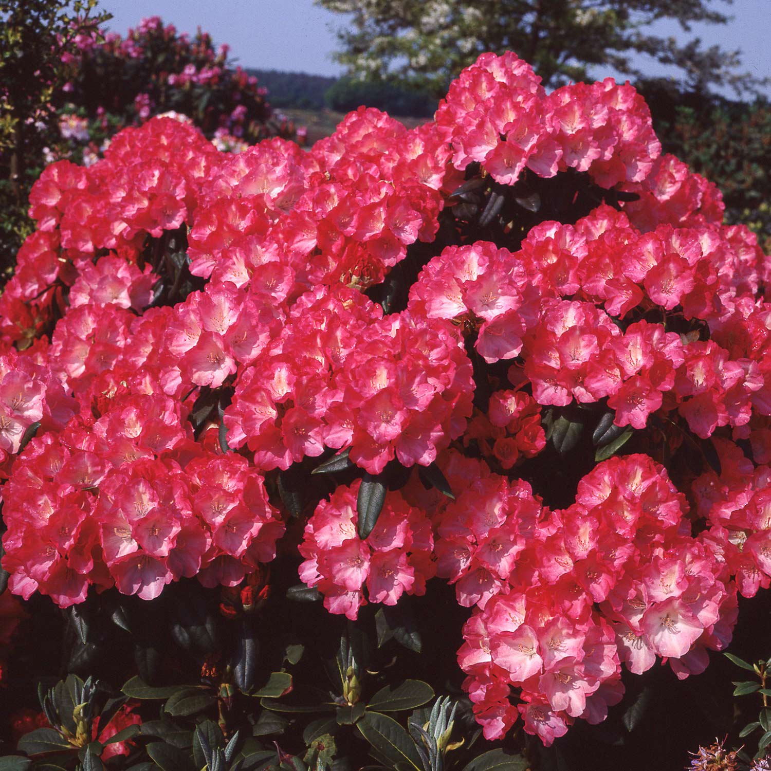 Ball-Rhododendron 'Fantastica' Ball-Rhododendron 'Fantastica'