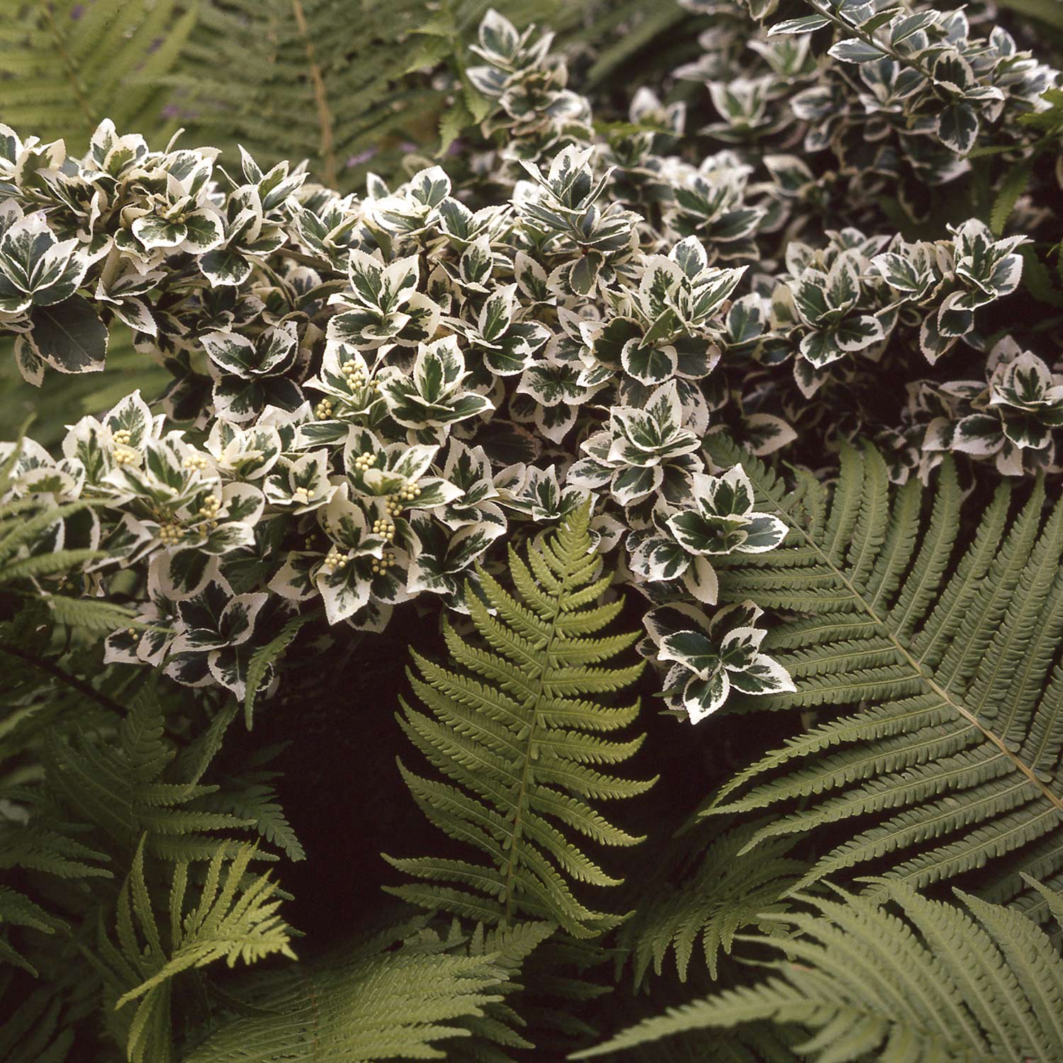 Weißbunte Kriechspindel 'Emerald'n Gaiety' Weißbunte Kriechspindel 'Emerald'n Gaiety'