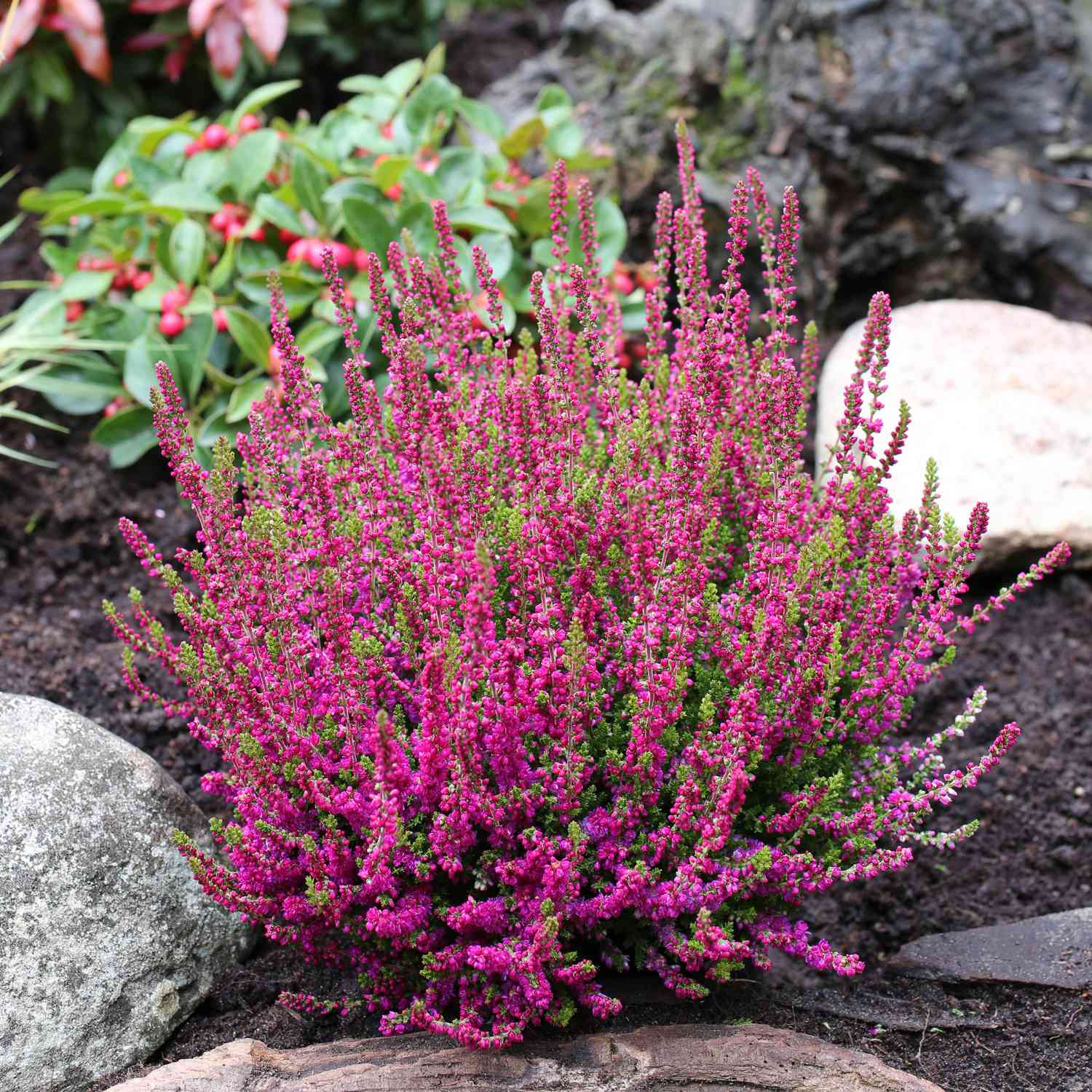 Sommerheide 'Dark Beauty®'