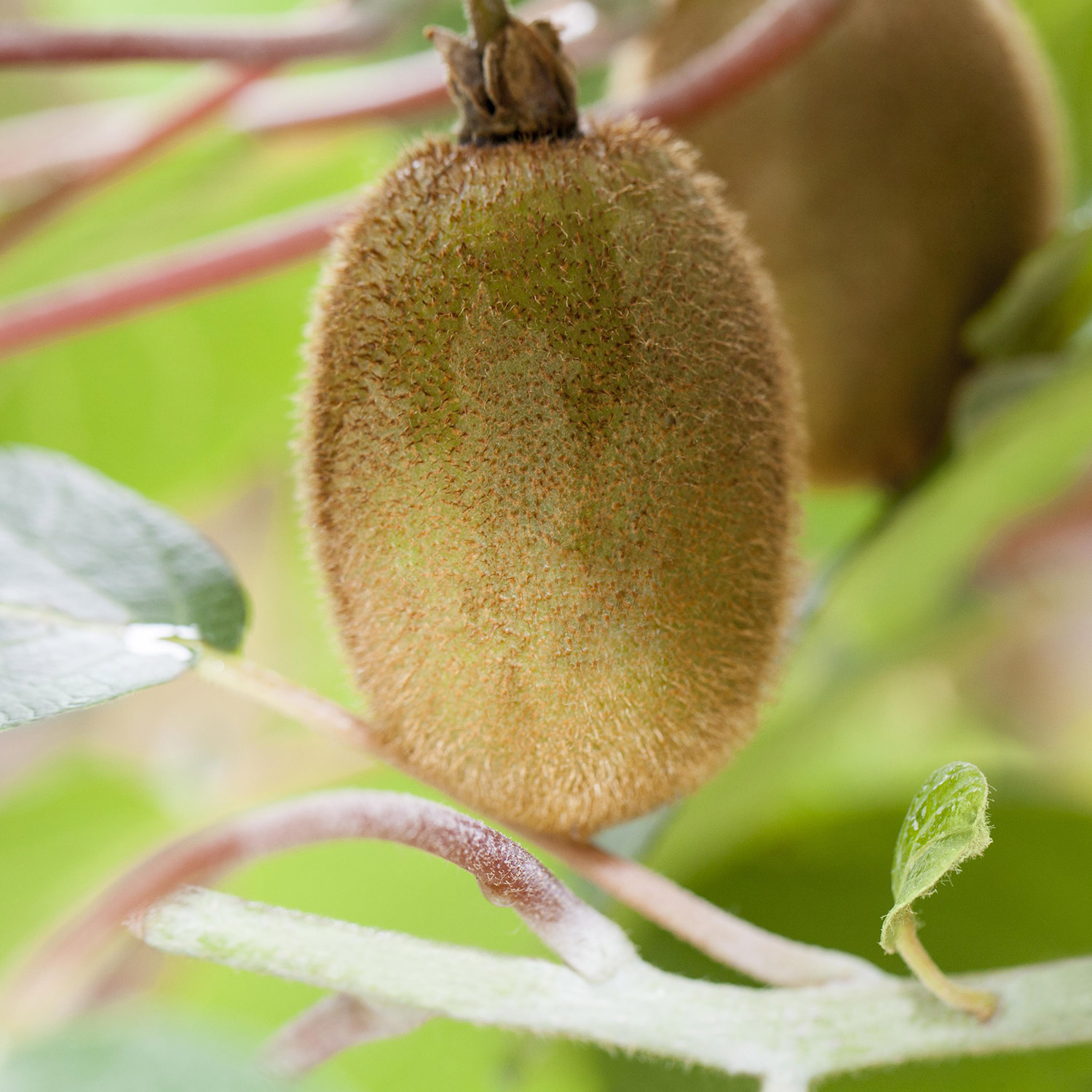 Große, selbstfruchtende Kiwi 'Solissimo® renact' Liefergröße: 60 - 100 cm