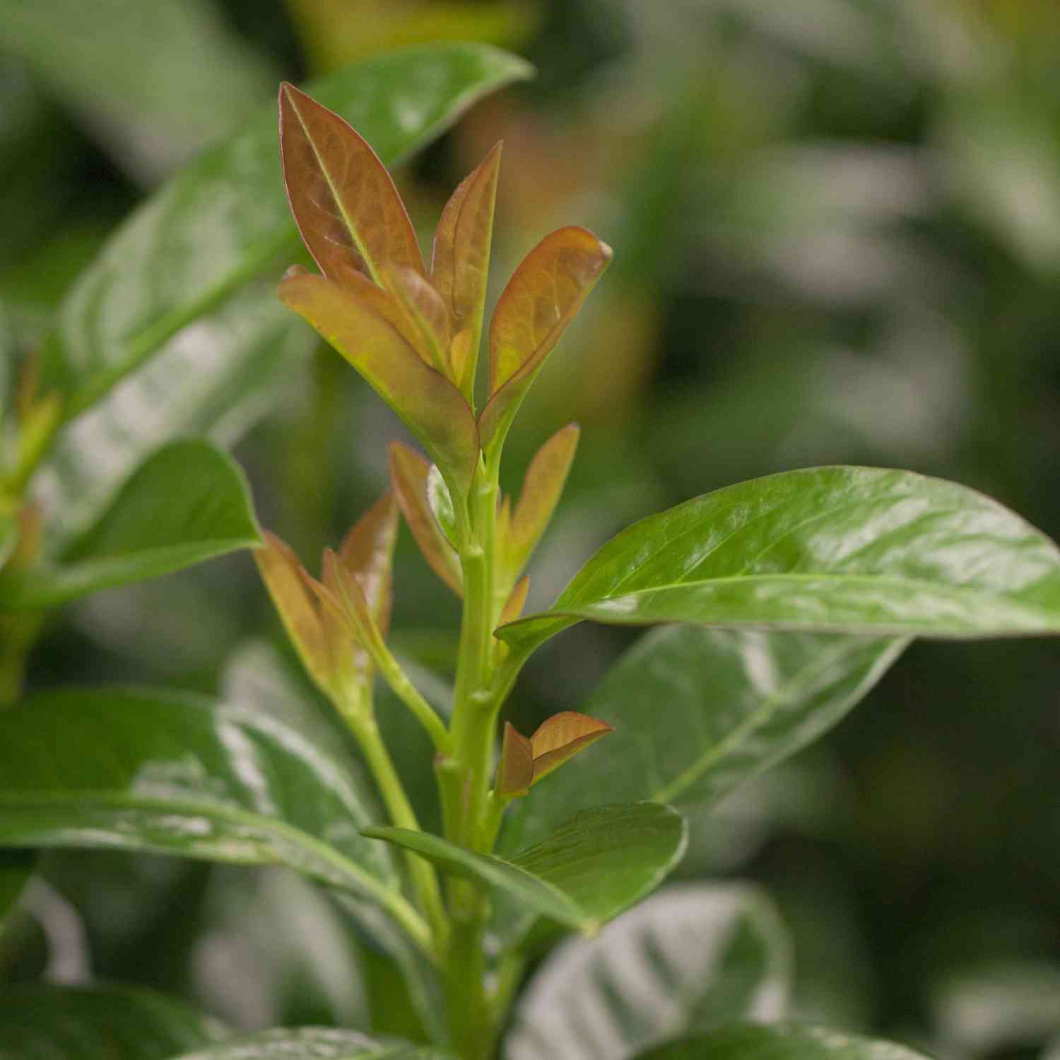 Kirschlorbeer 'Diana' Kirschlorbeer 'Diana'