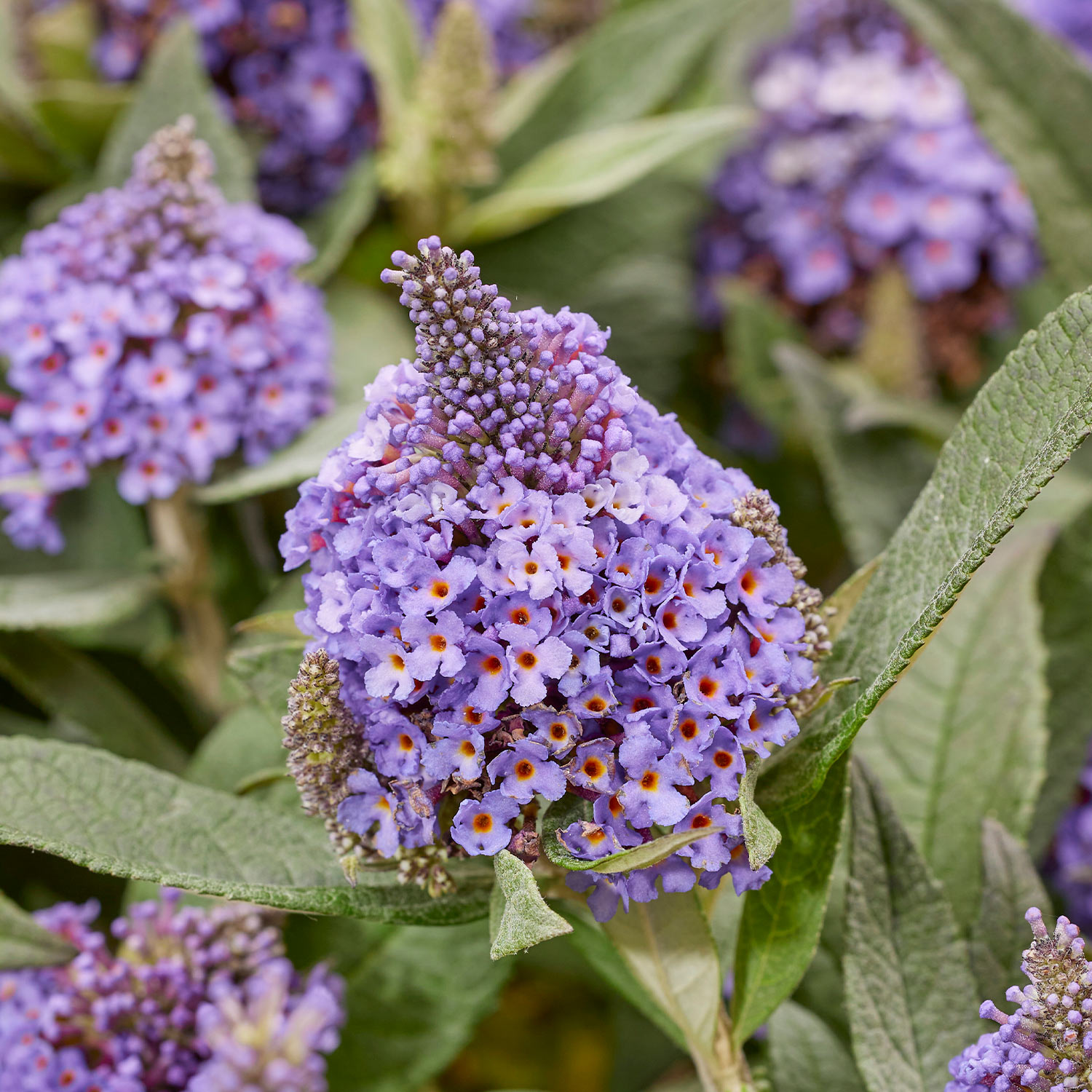 Zwerg-Sommerflieder 'Little Rockstars® Blue'