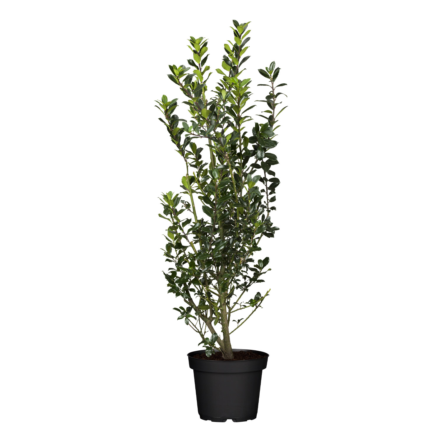 Stechpalme-Ilex 'Heckenpracht' Stechpalme-Ilex 'Heckenpracht'