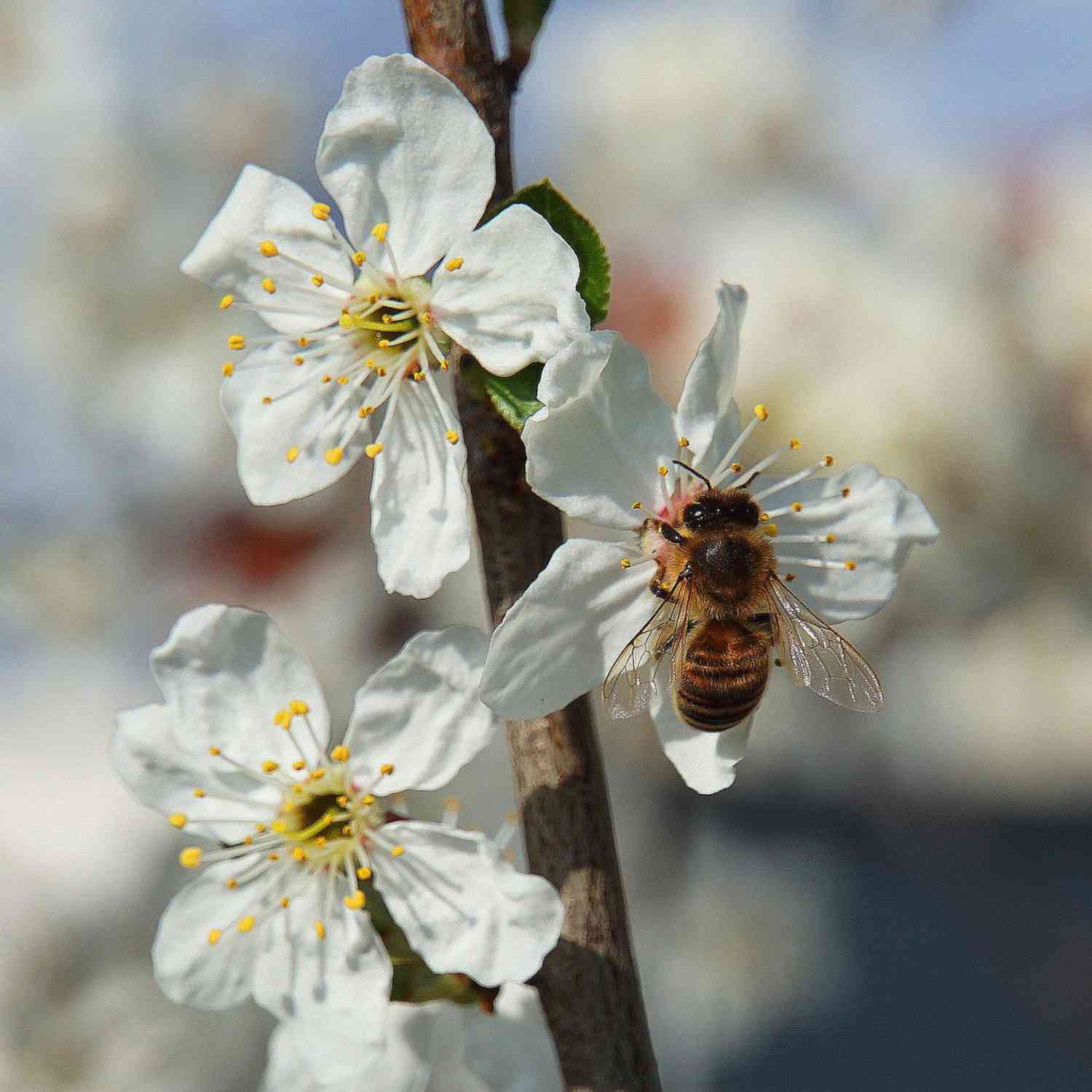 Zierapfel 'Evereste'
