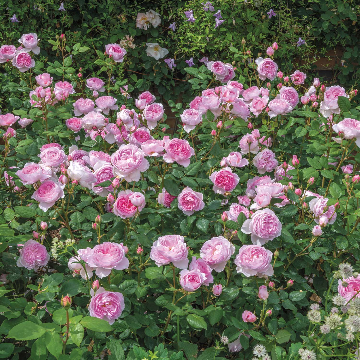 David Austin-Rose 'The Ancient Mariner®', 5 Liter, A-Qualität, 3 starke Triebe Liefergröße: drei starke Triebe