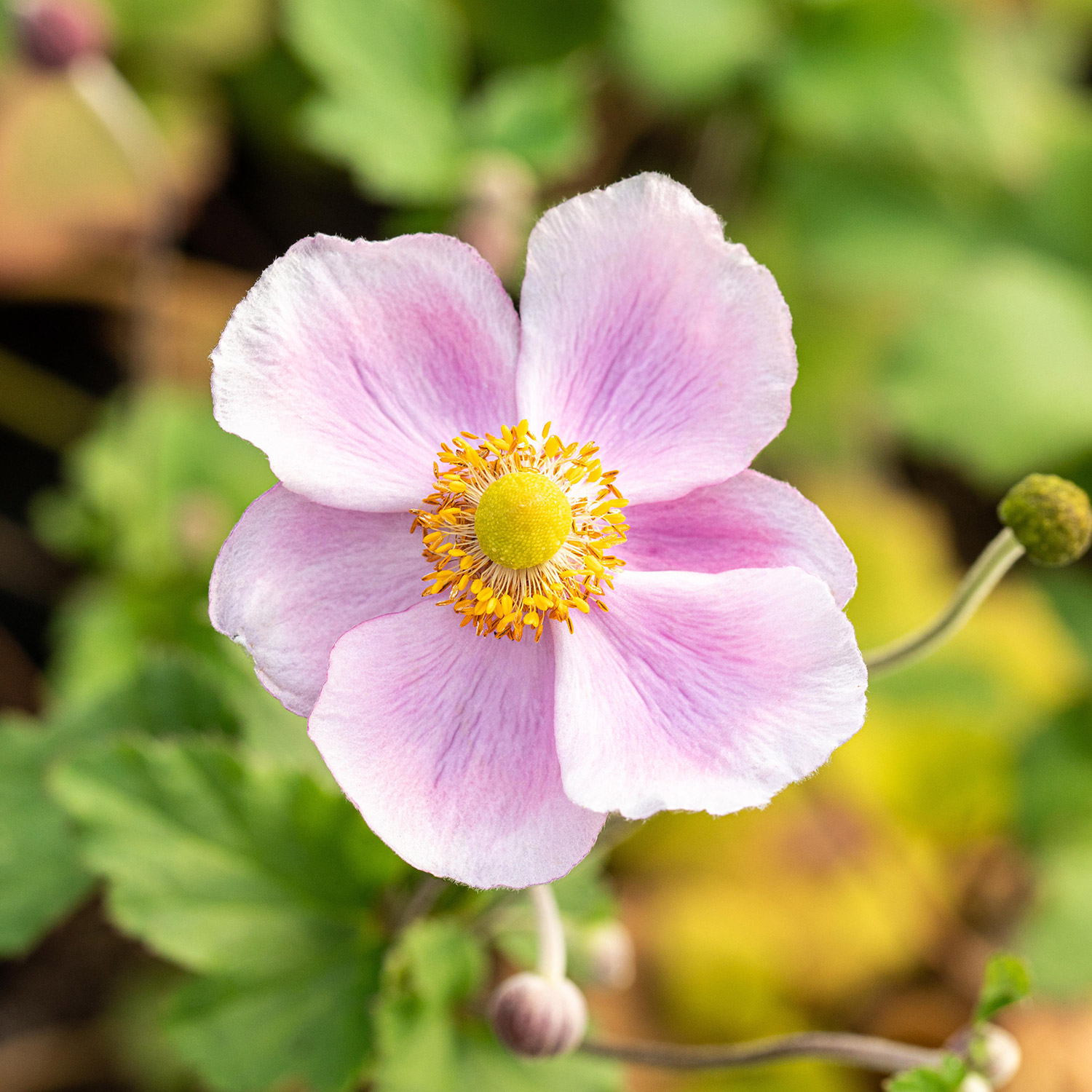 Herbst-Anemone 'Rose Beauty' Lieferform: Im 9 cm Topf