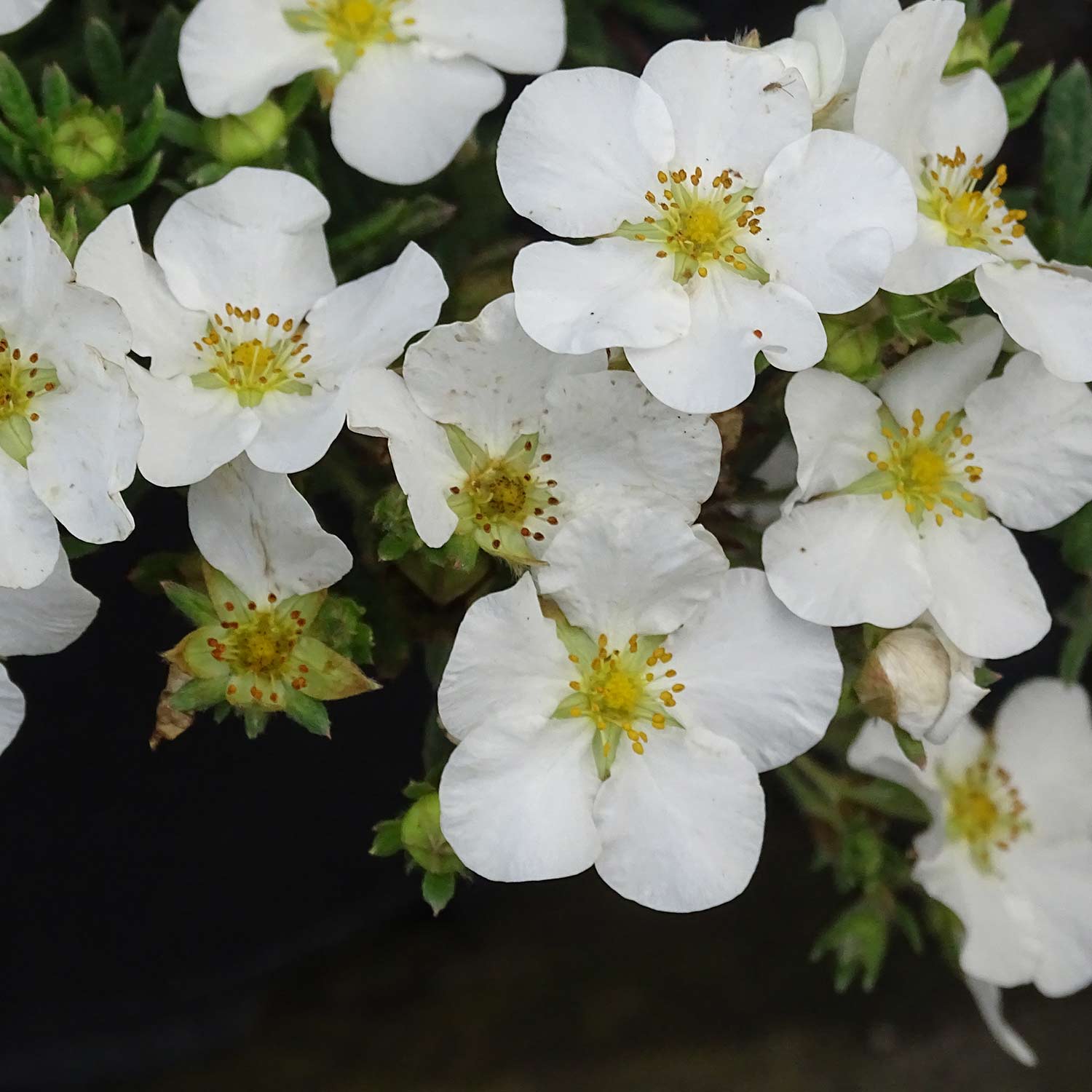 Fingerstrauch 'Bella Bianca' ® Liefergröße: 30 - 40 cm