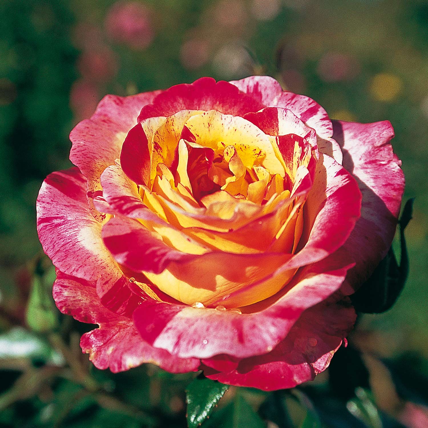 Duftende Malerrose 'Broceliande' Duftende Malerrose 'Broceliande'