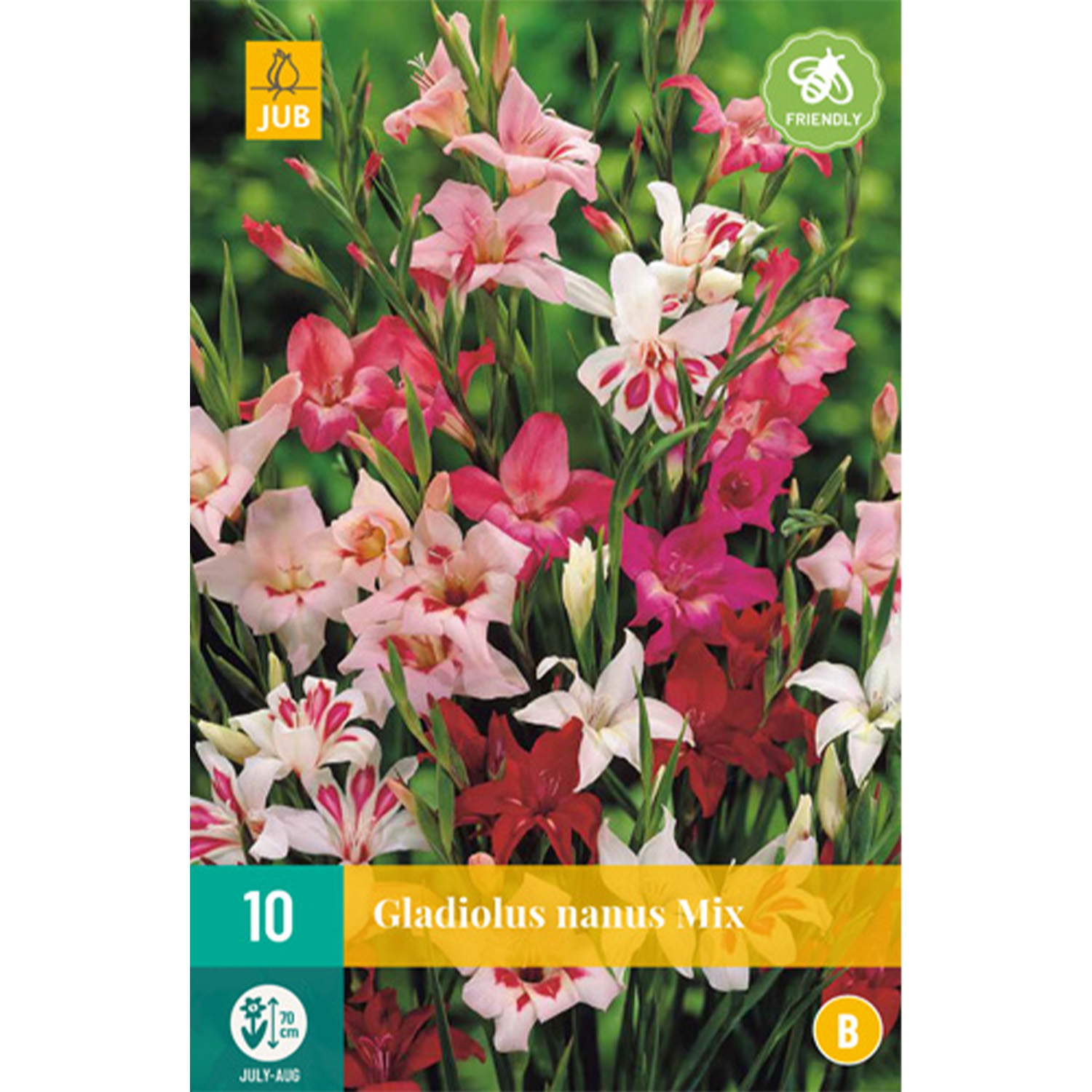 Kategorie <b>Produkt ohne Kategoriezuordnung </b> - Gladiole 'Nanus Mix' - 10 Stück Lieferform: Blumenzwiebelbeutel mit Bildkarte - Gladiolus