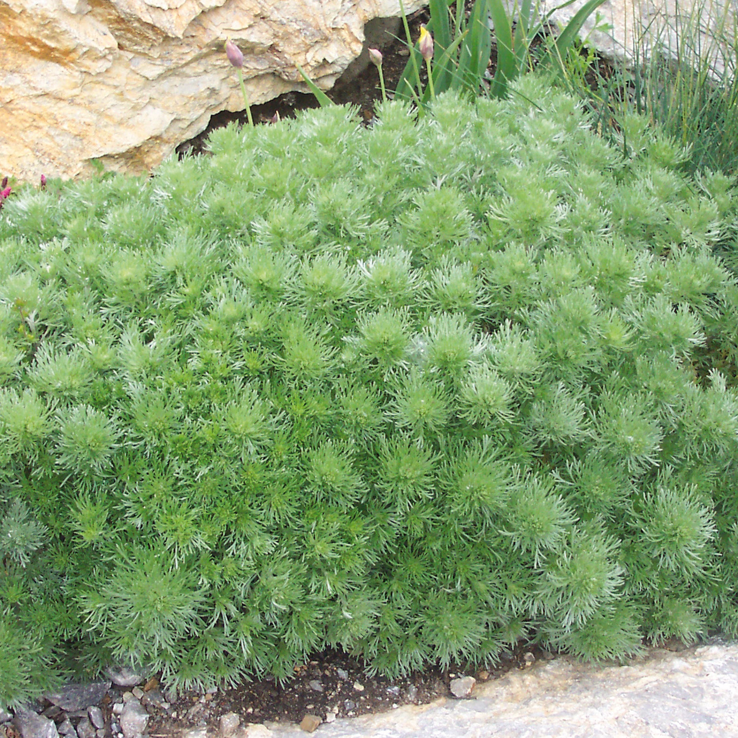 Zwerg-Silberraute 'Nana' Lieferform: Im 9 cm Topf