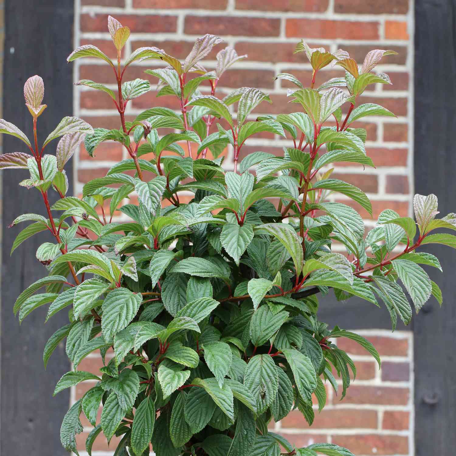 Winterschneeball 'Charles Lamont' Winterschneeball 'Charles Lamont'