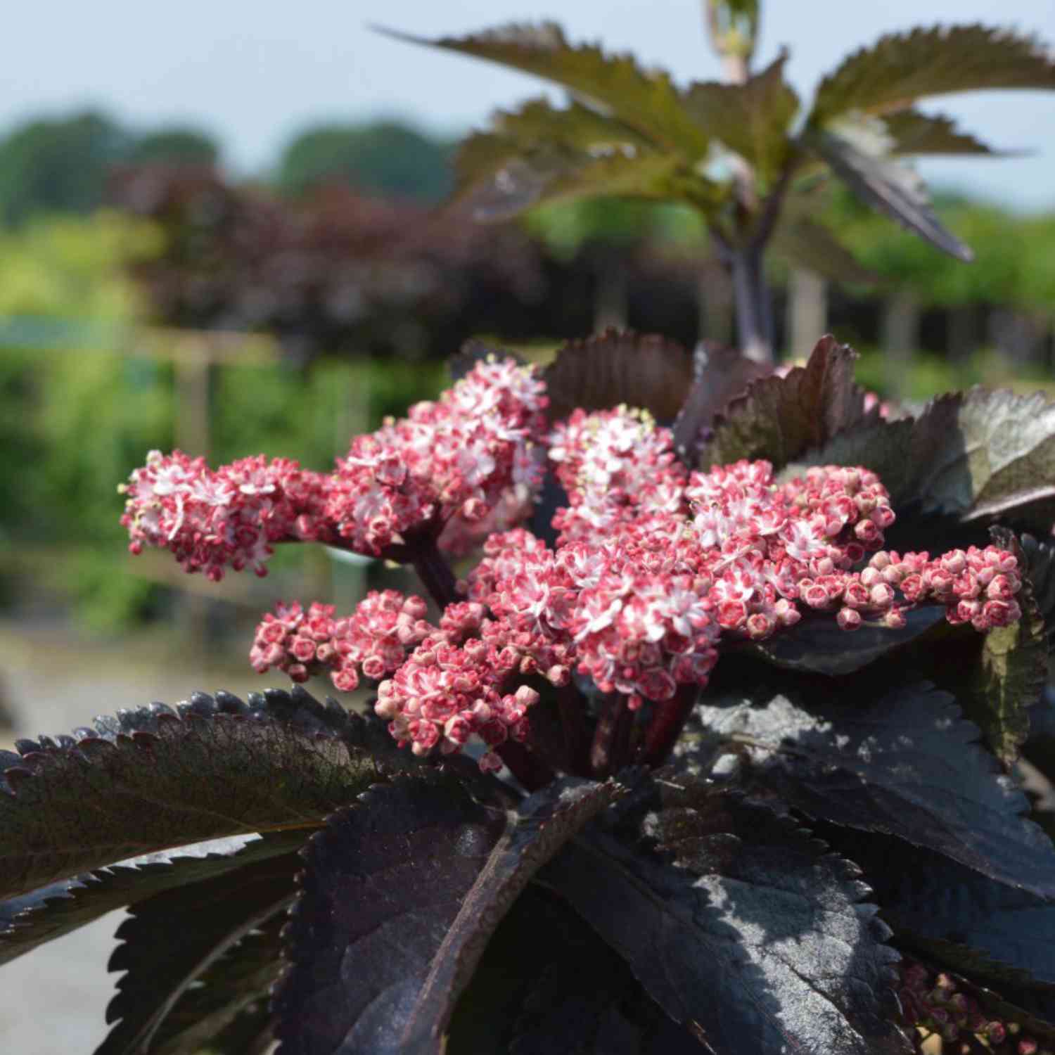 Dunkellaubige Säulen-Holunder 'Black Tower' Dunkellaubige Säulen-Holunder 'Black Tower'