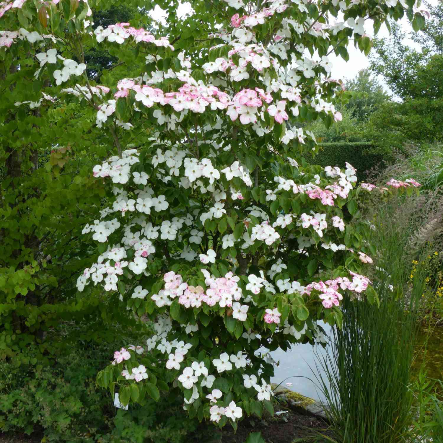 Blumenhartriegel 'Teutonia'