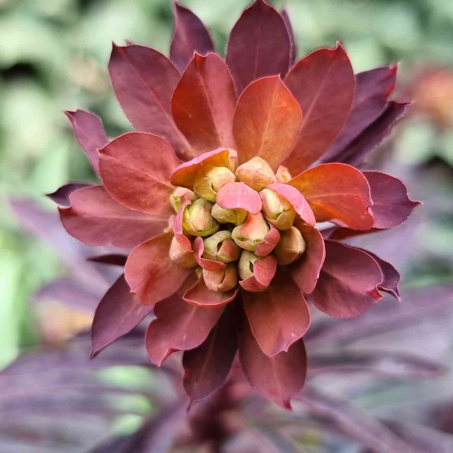 Wolfsmilch 'Miners Merlot' Lieferform: Im 9 cm Topf
