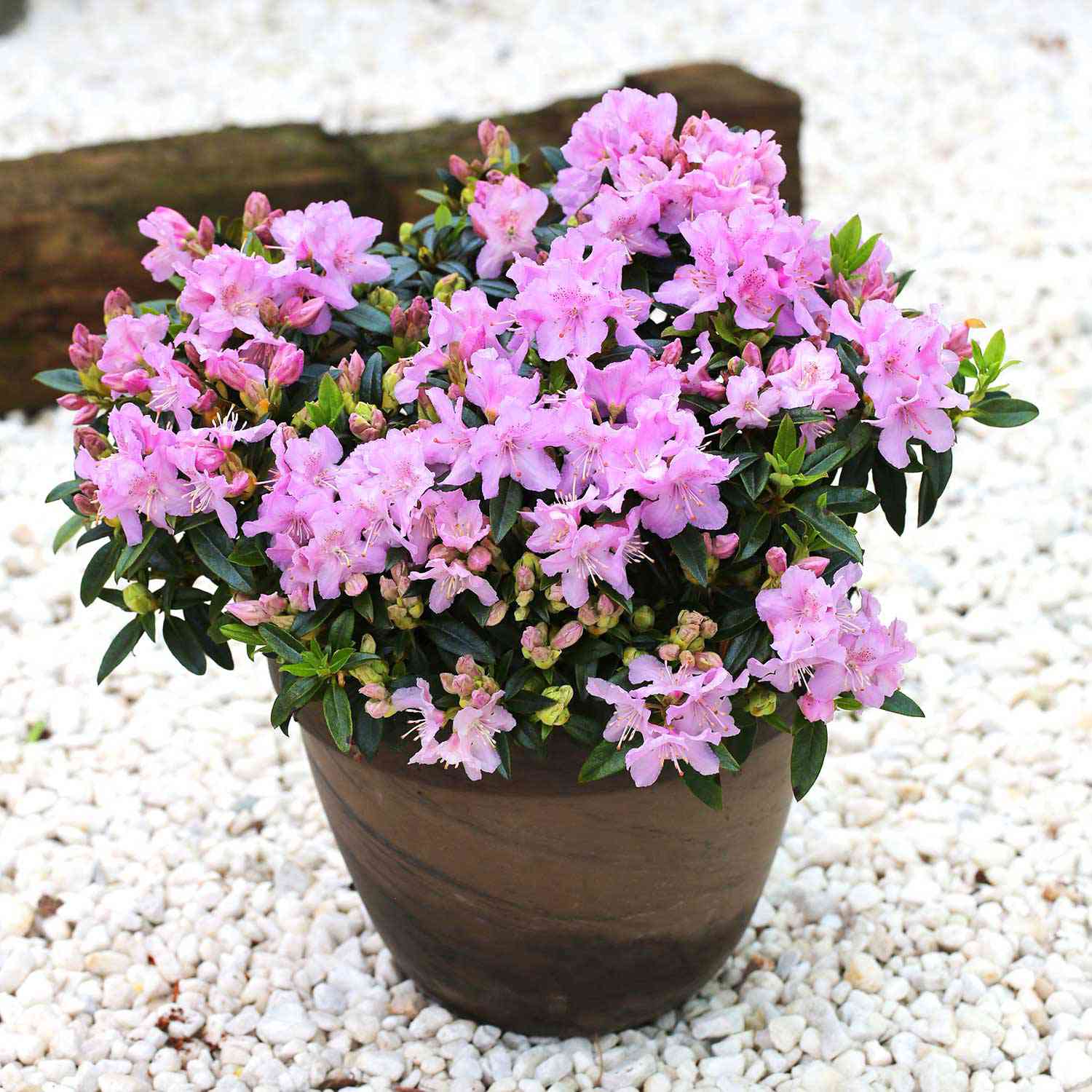 Zwerg-Rhododendron / Rhododendron keleticum Zwerg-Rhododendron / Rhododendron keleticum