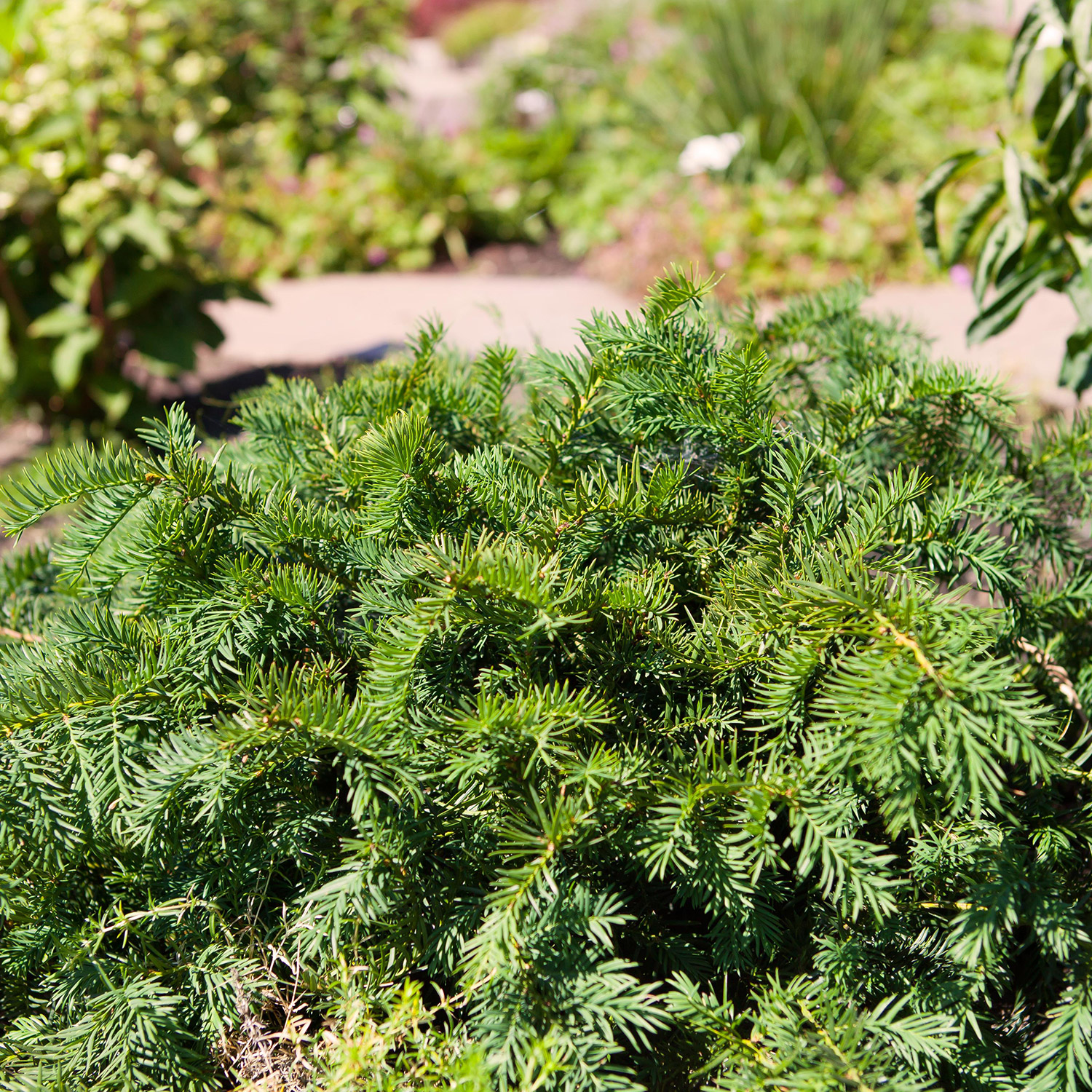 Bodendecker - Bodendeckereibe / Kisseneibe / Tafeleibe 'Repandens' 3 Liter Container, 25 - 30 breit Liefergröße: 25 - 30 breit - Taxus baccata 'Repandens'