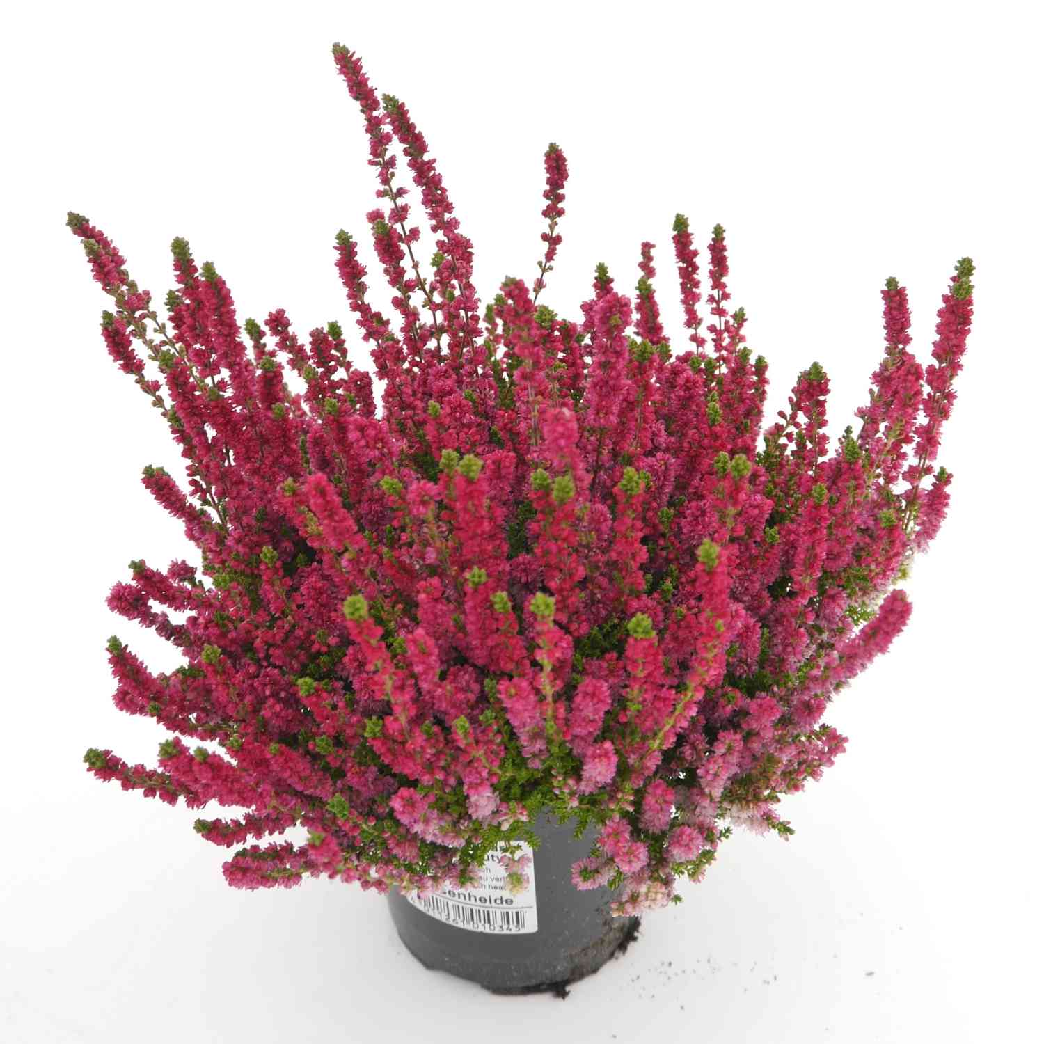 Sommerheide 'Dark Beauty®'