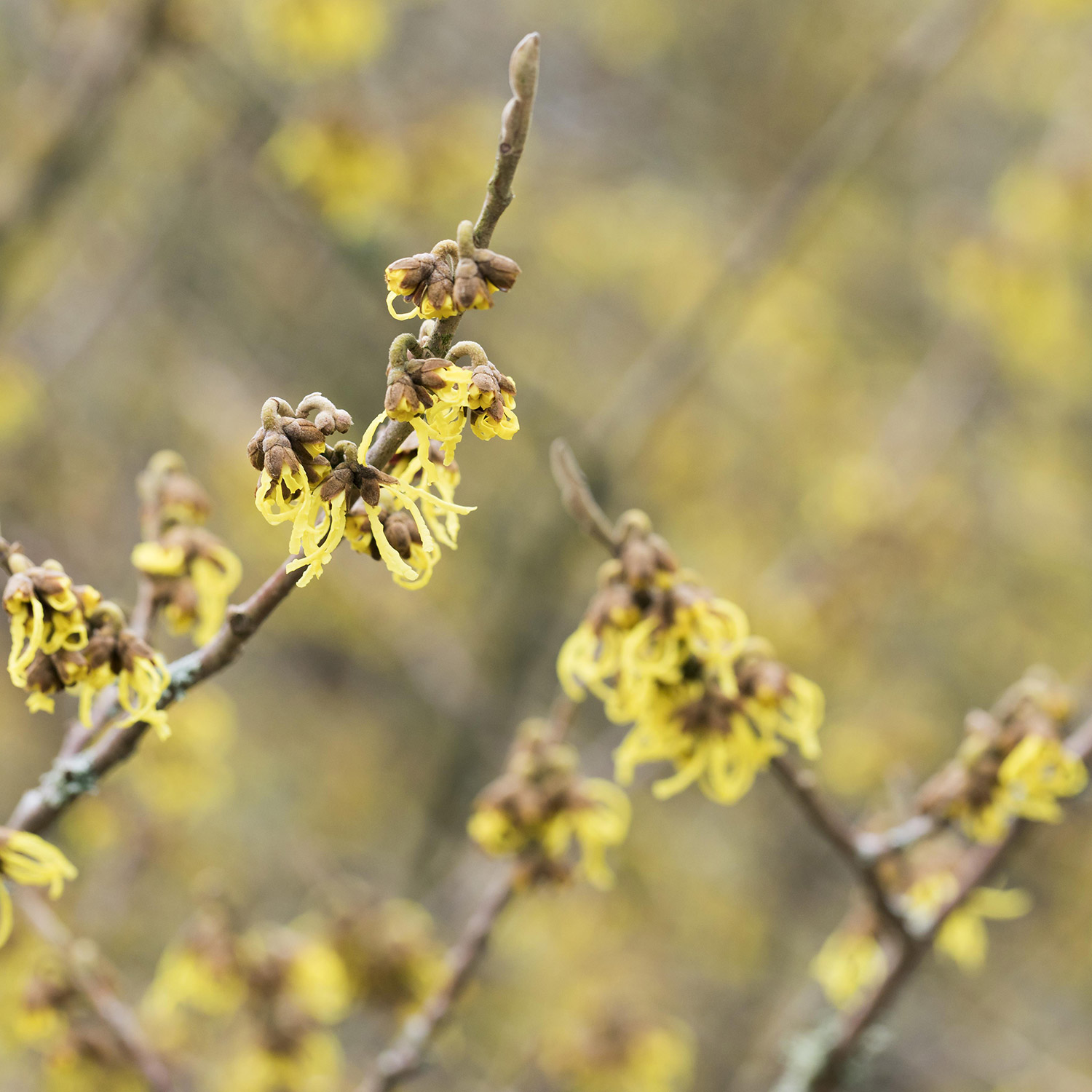 Zaubernuss 'Arnold Promise'
