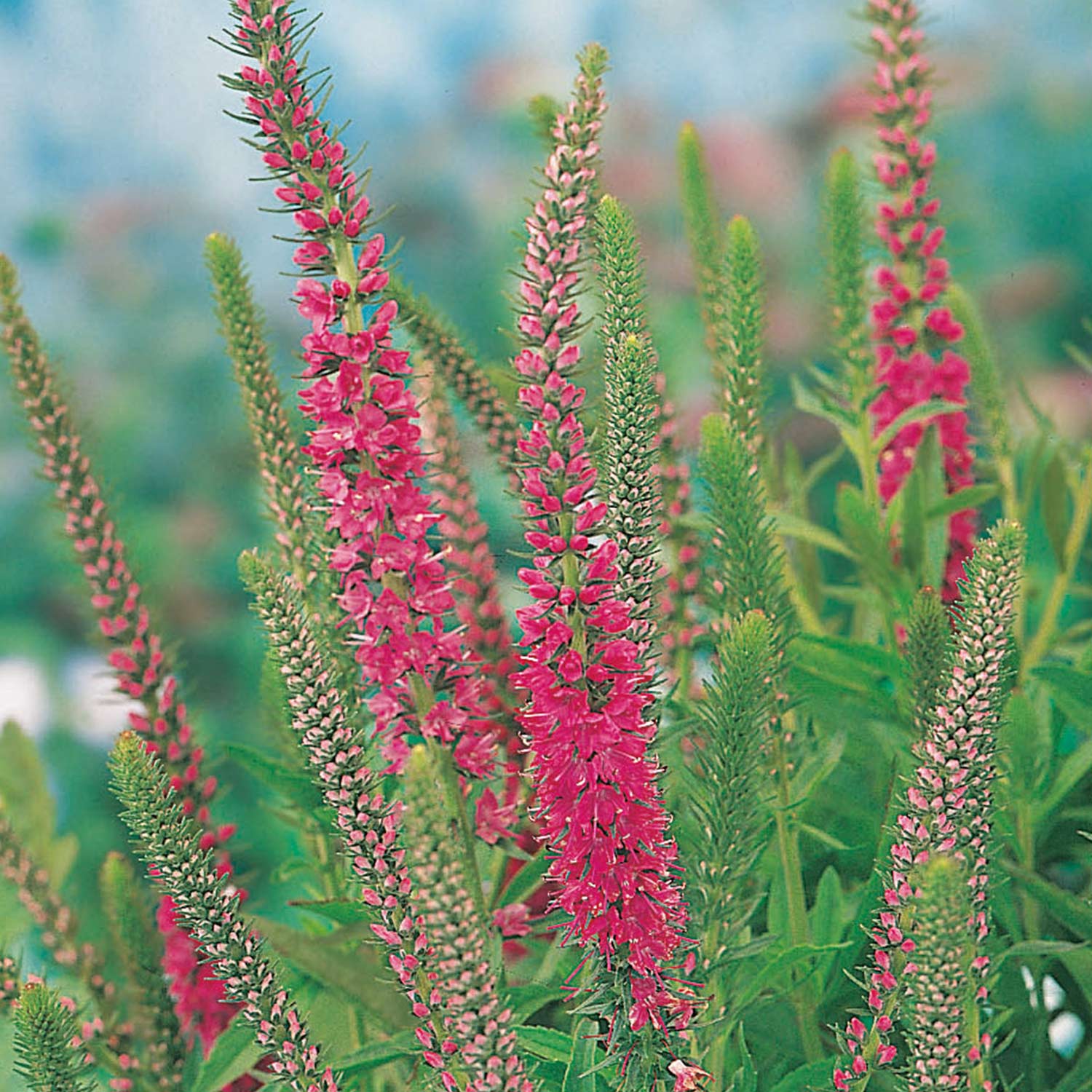 Kategorie <b>Stauden </b> - Ehrenpreis 'Rotfuchs' Lieferform: Im 9 cm Topf - Veronica spicata 'Rotfuchs'