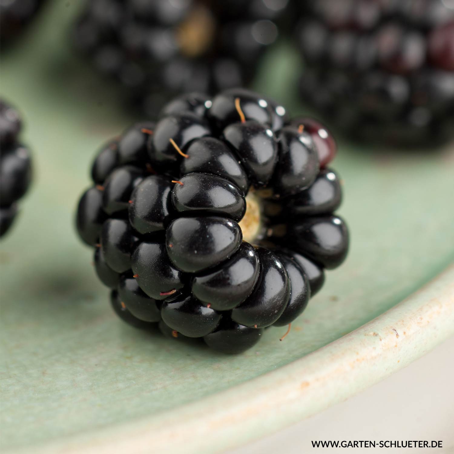 Zwerg-Brombeere 'Little Black Prince' Lieferform: Im 2 Liter Topf
