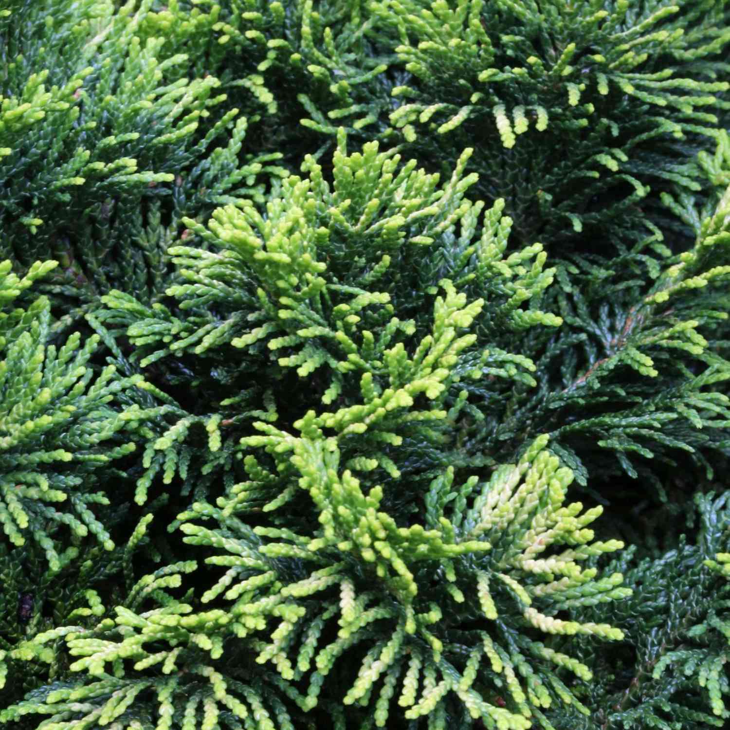 Gelbe Zwerg-Muschelzypresse 'Nana Gracilis Aurea' Gelbe Zwerg-Muschelzypresse 'Nana Gracilis Aurea'